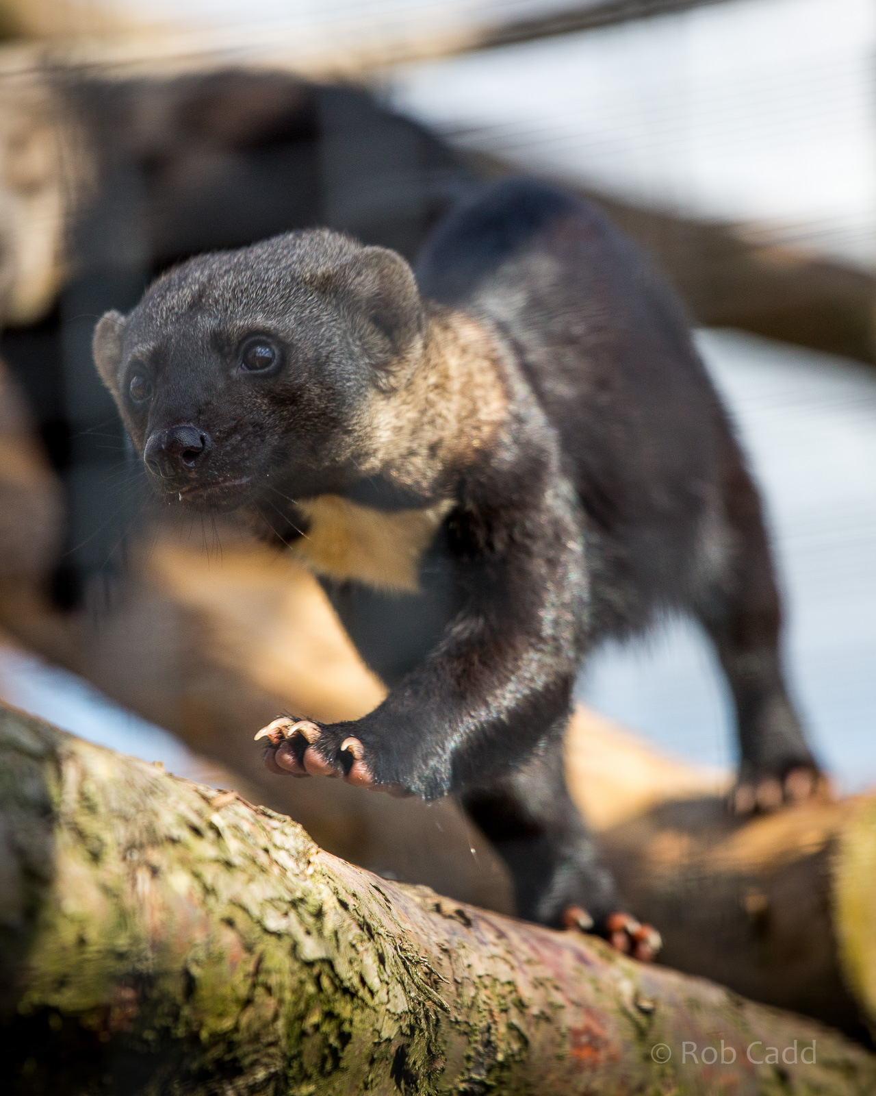 Tayra : Hamerton : 31 Aug 2014