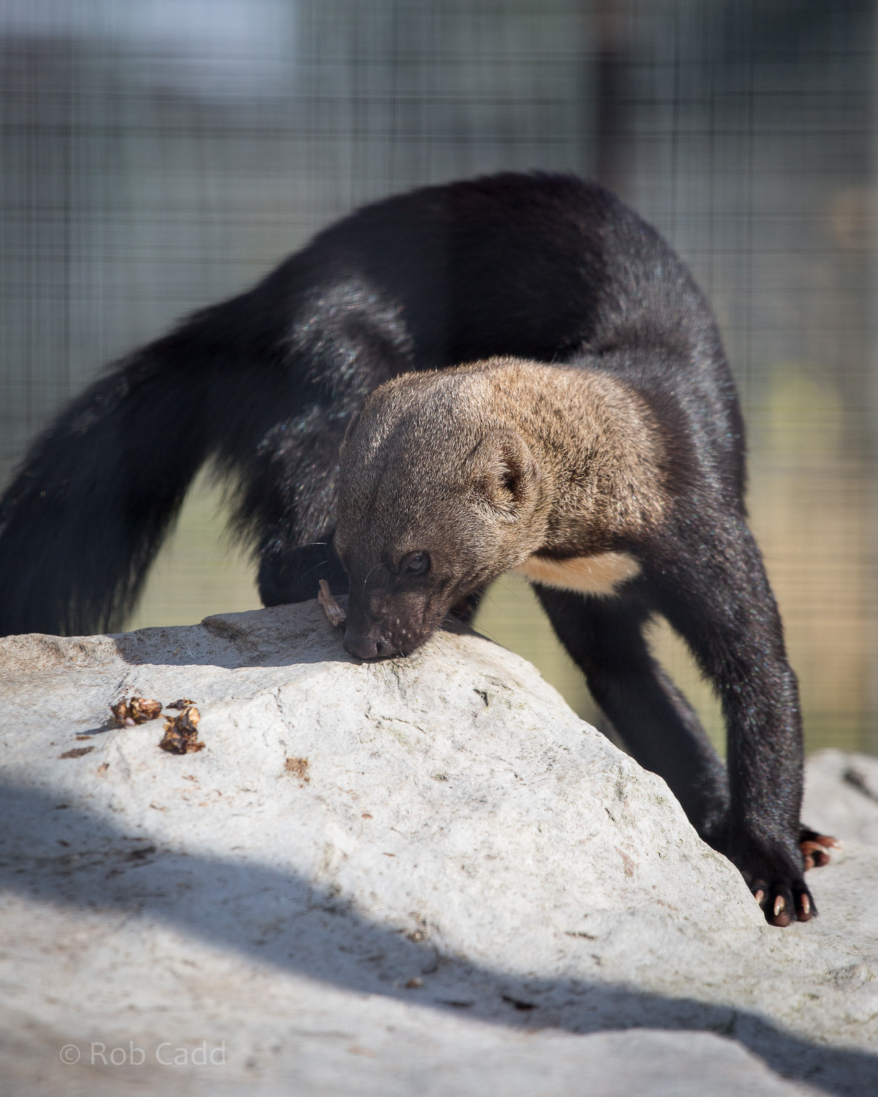 Tayra : Hamerton : 31 Aug 2014