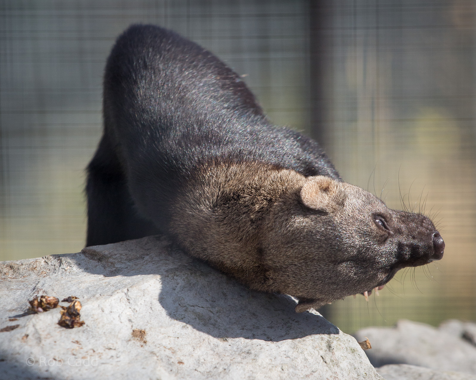 Tayra : Hamerton : 31 Aug 2014