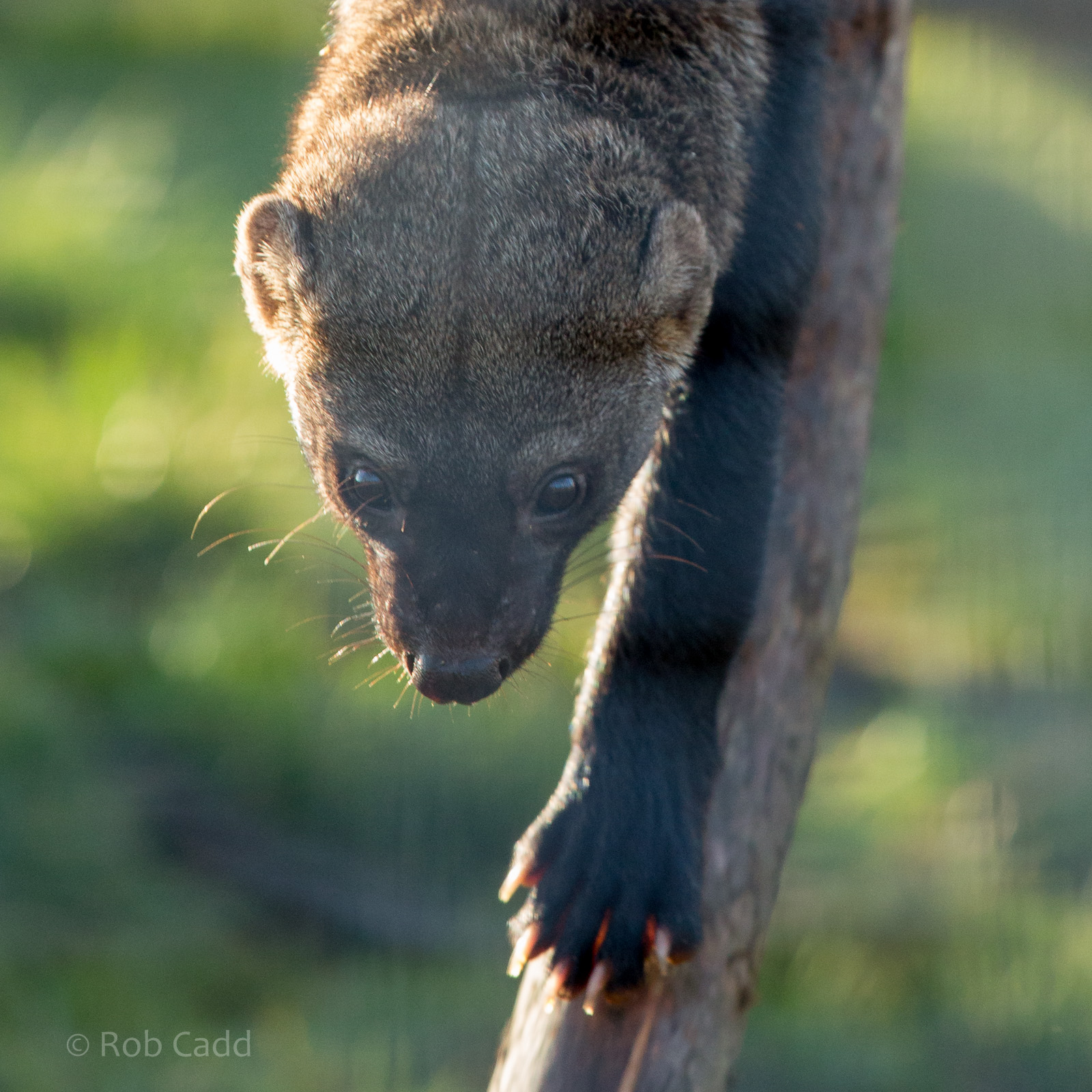 Tayra : Hamerton : 31 Dec 2014