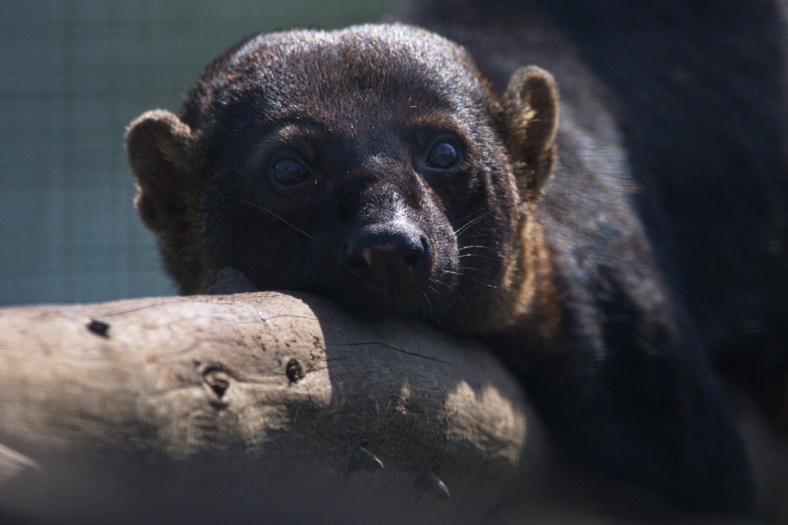 Tayra / Hamerton / 4-7-19