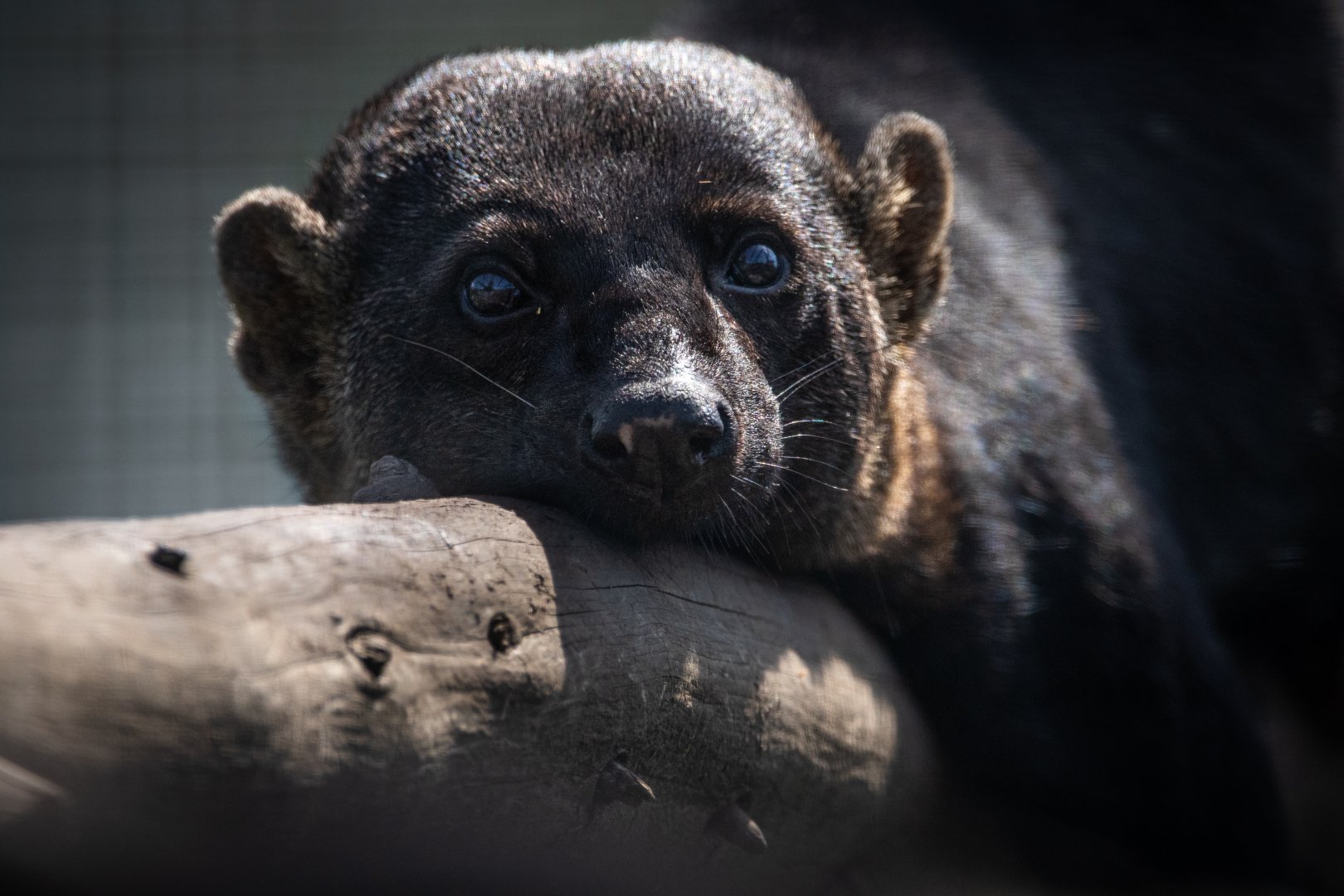 Tayra / Hamerton / 4-7-19