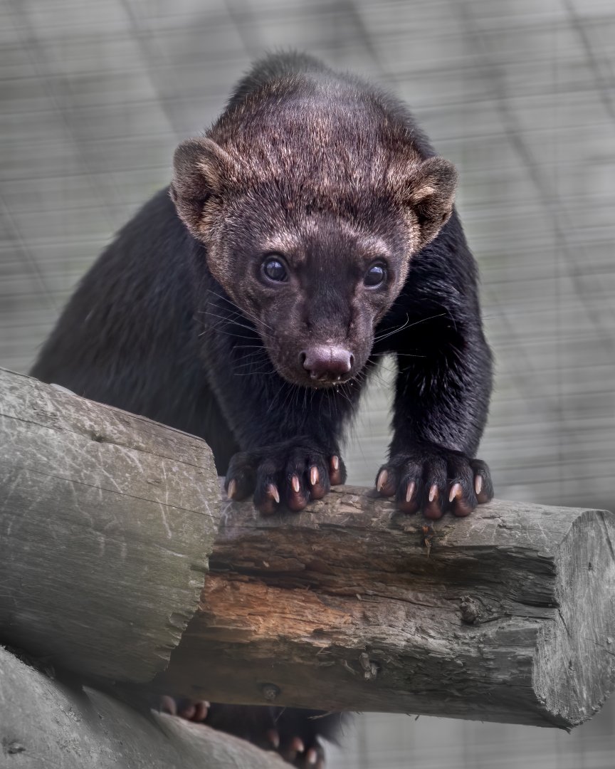 Tayra / Hamerton / 6-7-20