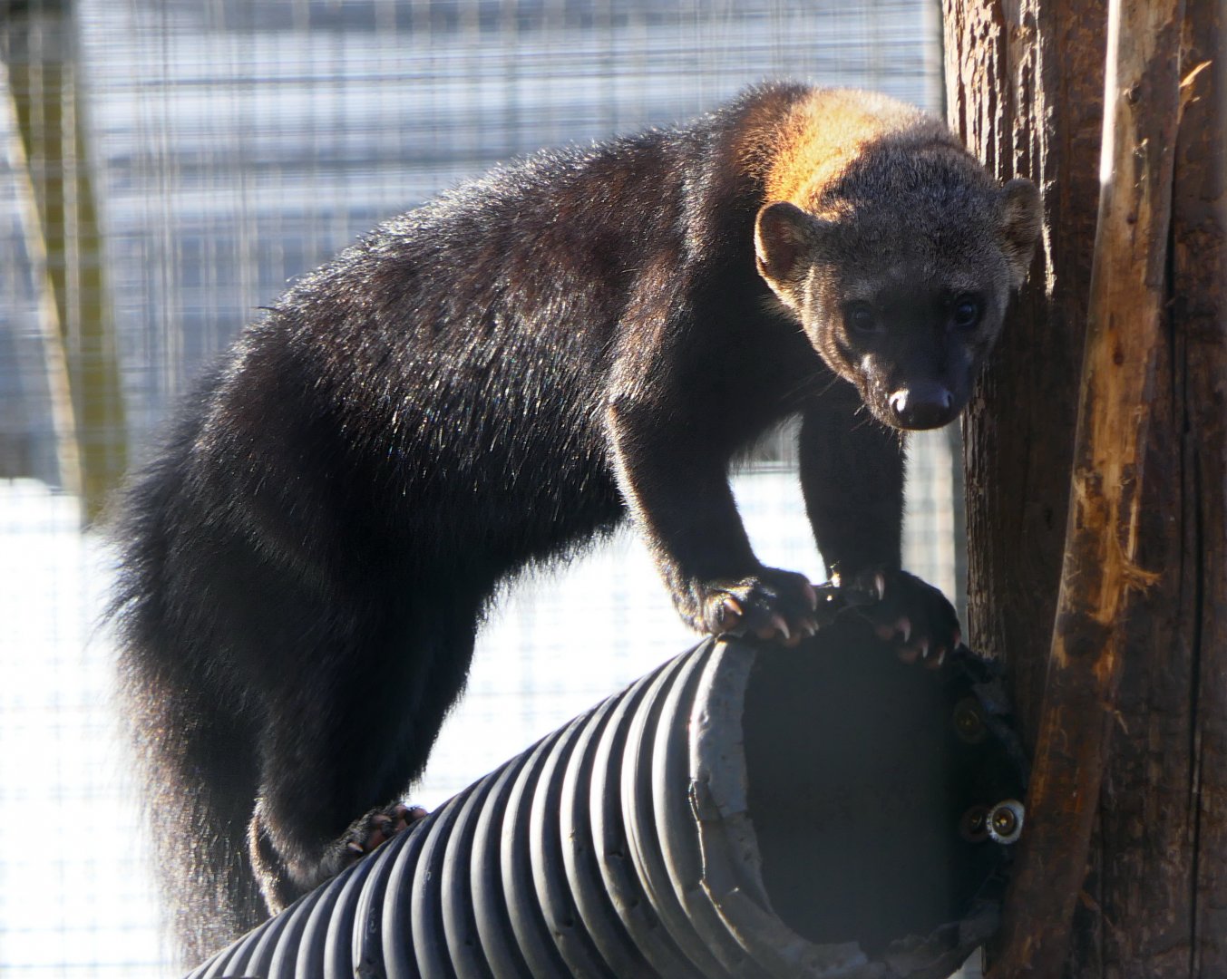 Tayra - Hamerton - 8/11/18