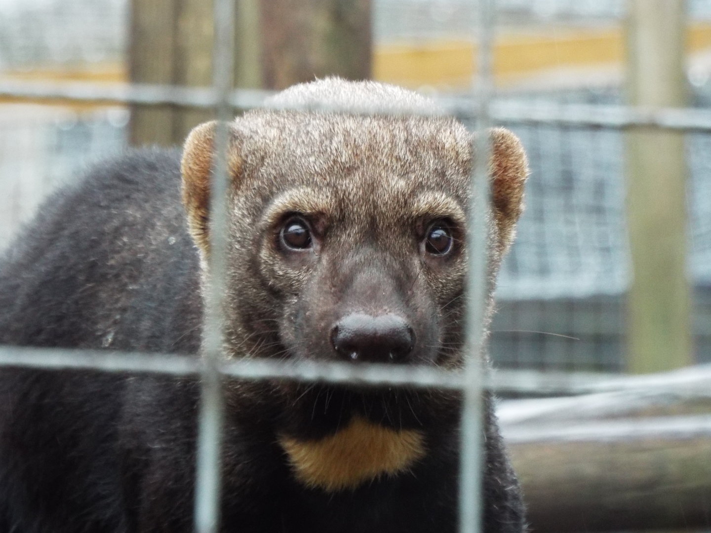 Tayra, Hemsley Conservation Centre