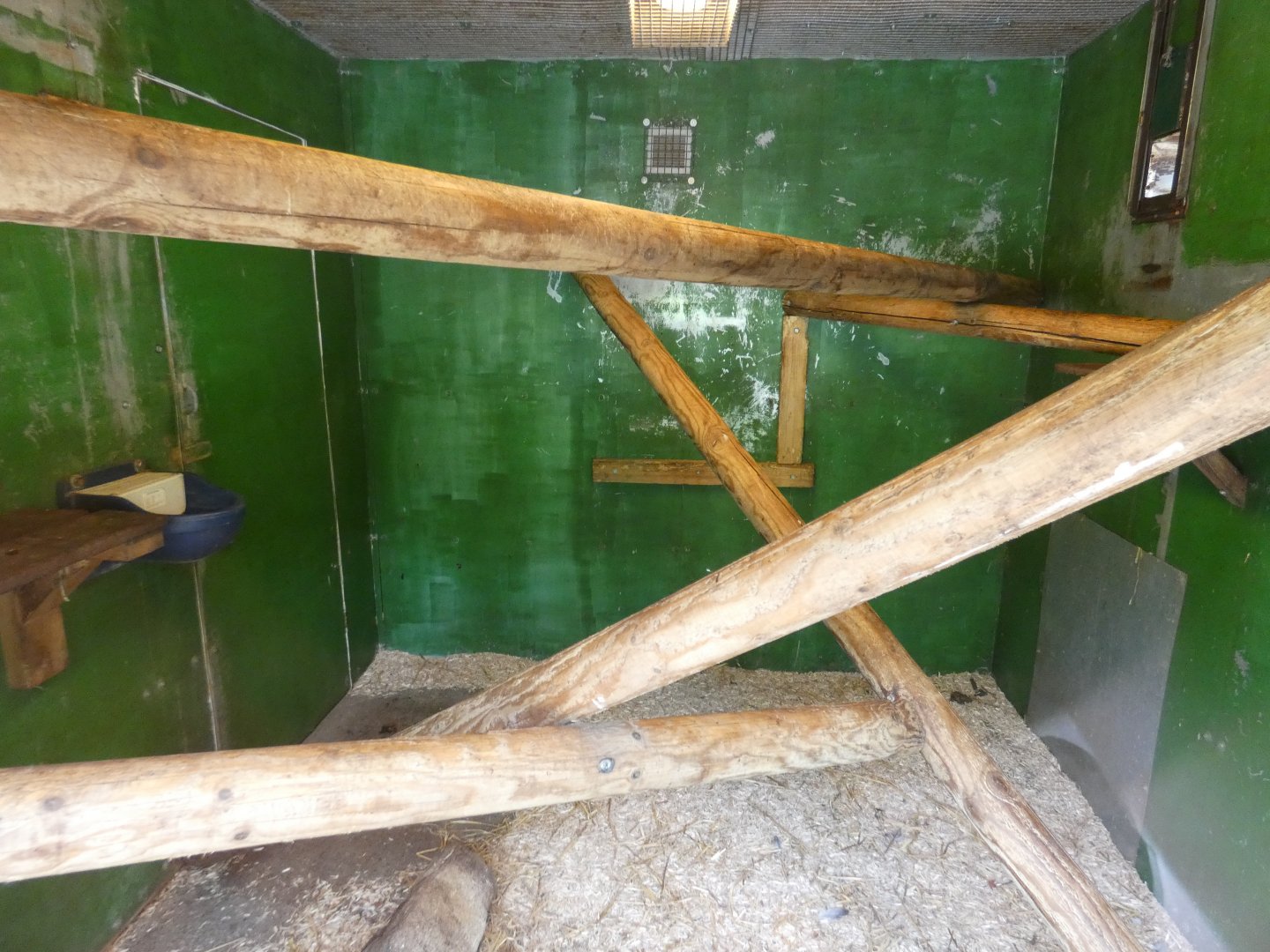 Tayra indoor enclosure