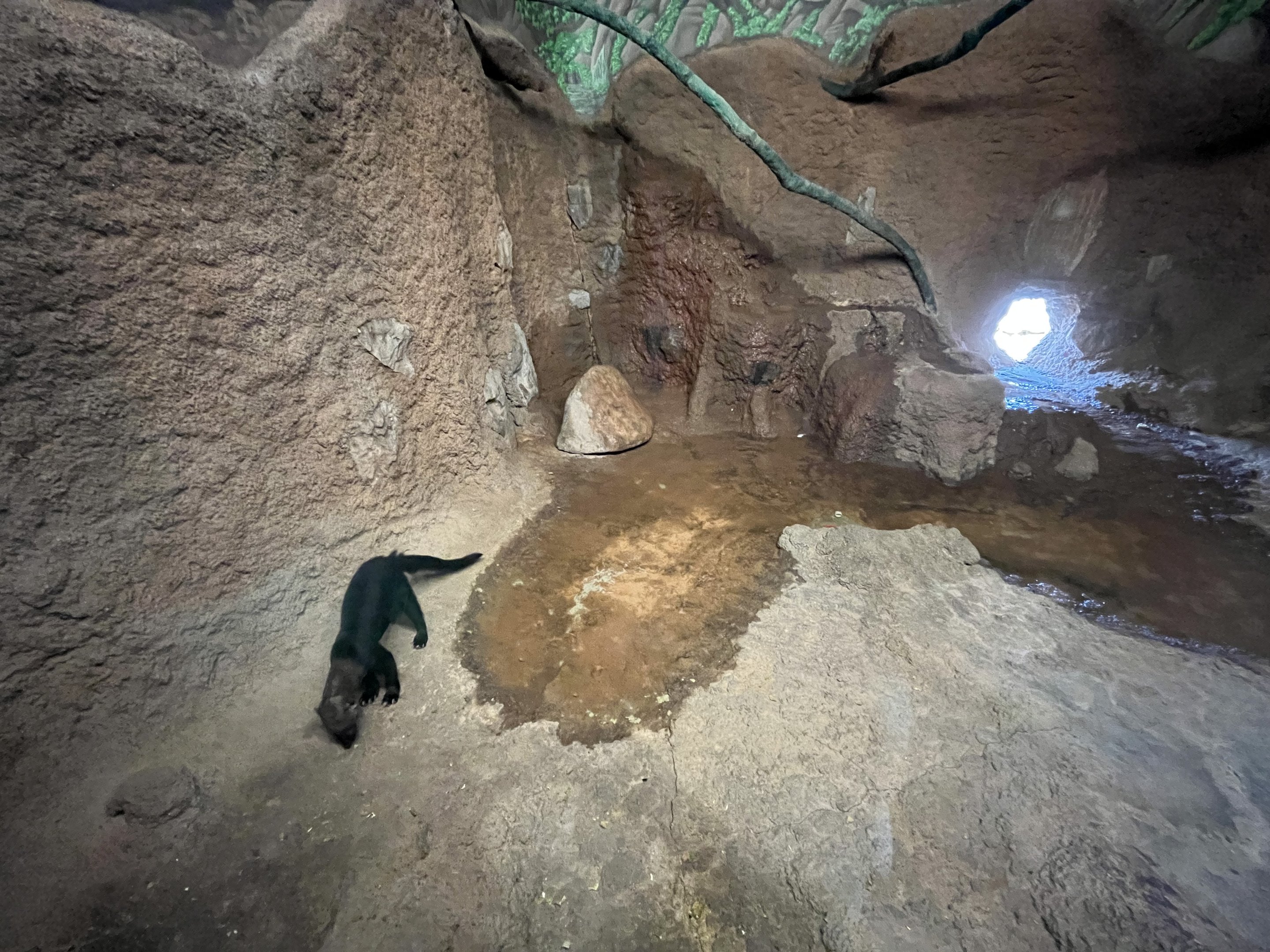 Tayra Indoor Exhibit
