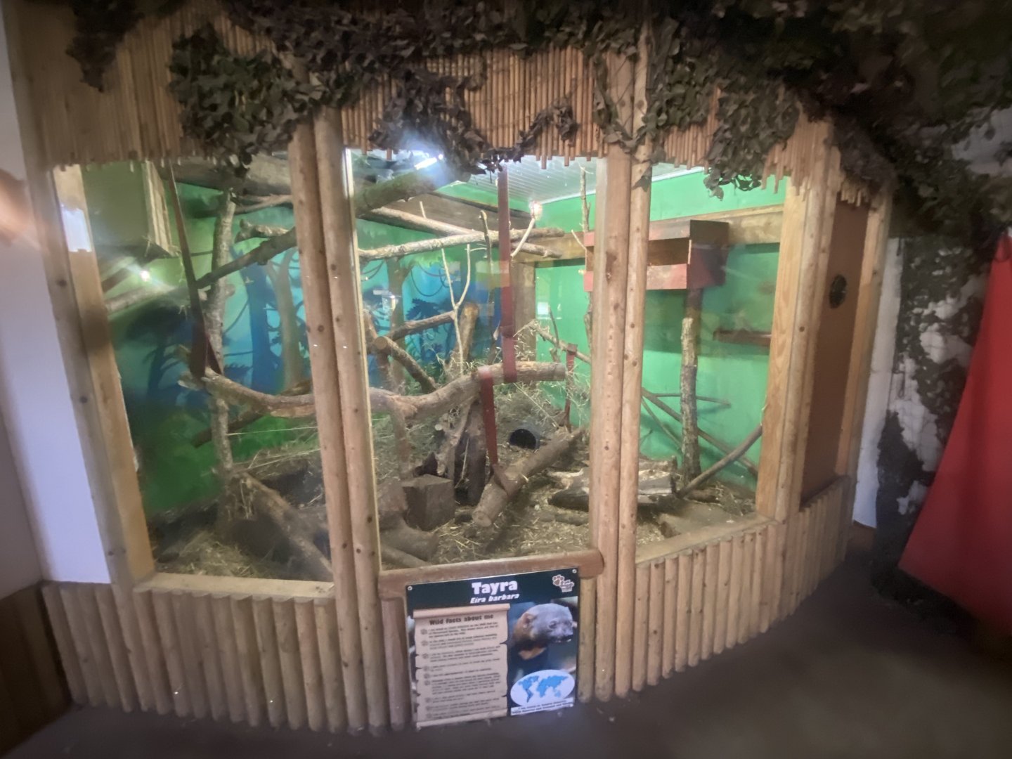 Tayra indoors 280425