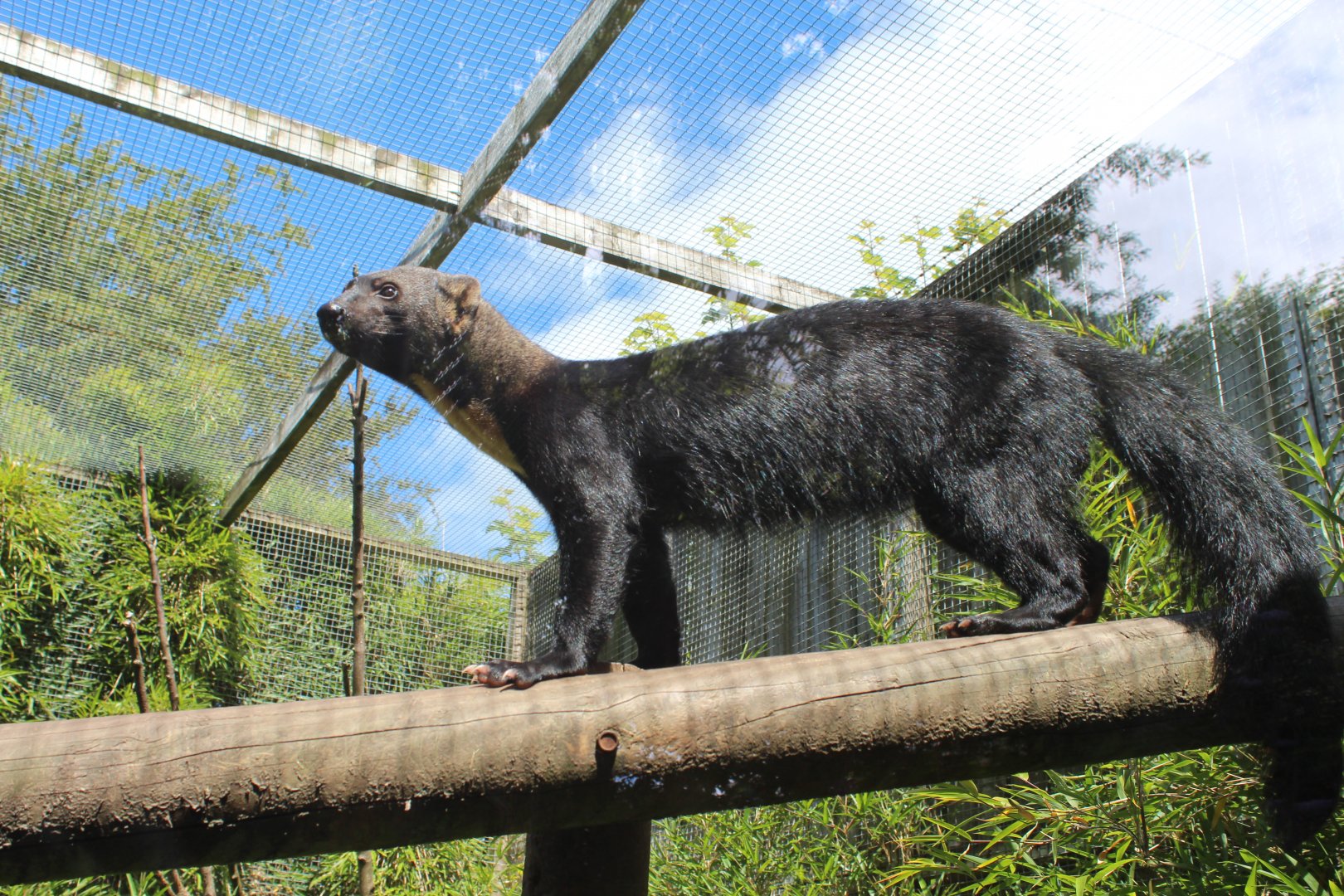 Tayra - July 2019
