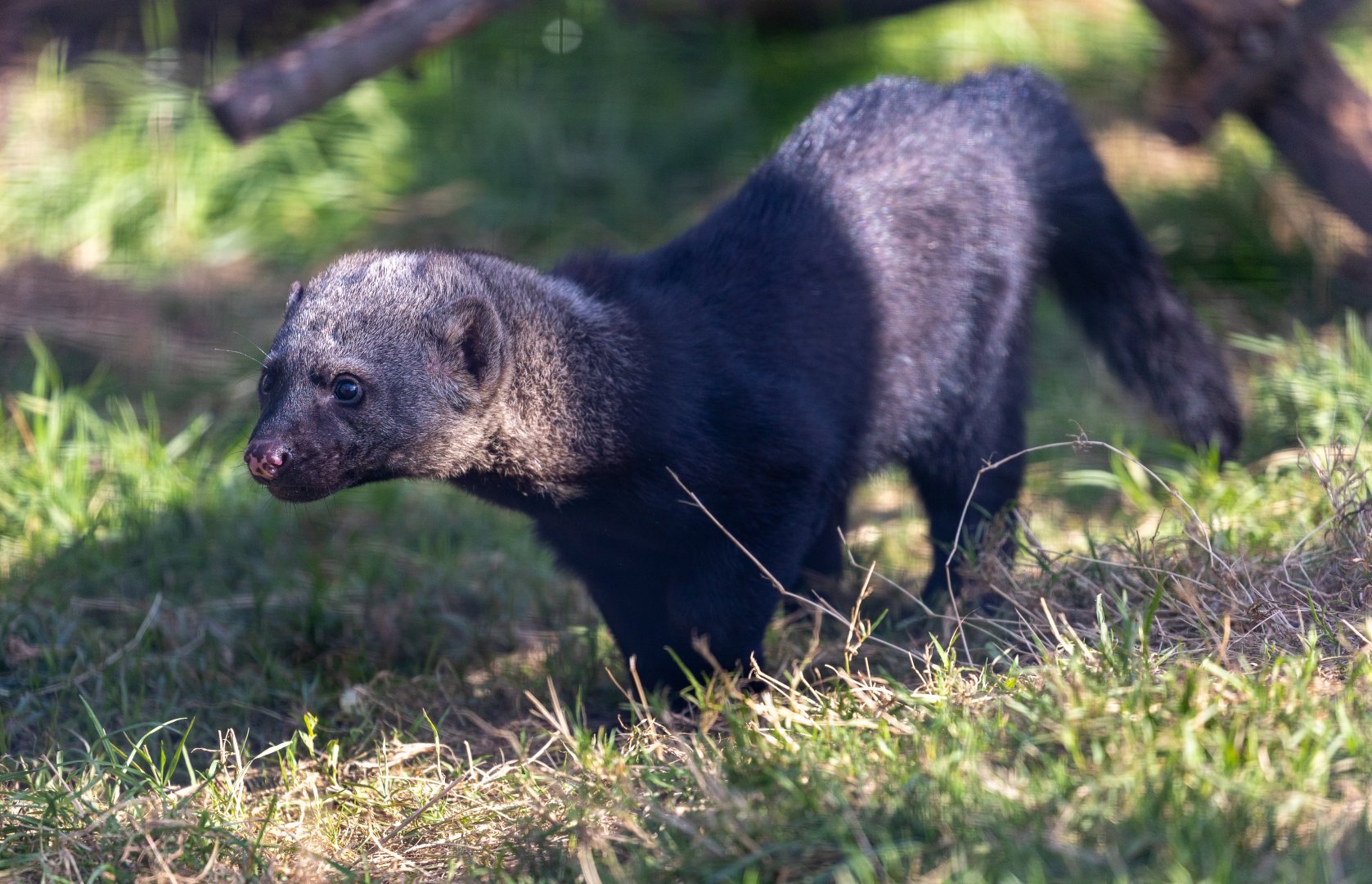Tayra Juvenile / Hamerton / 23-9-21