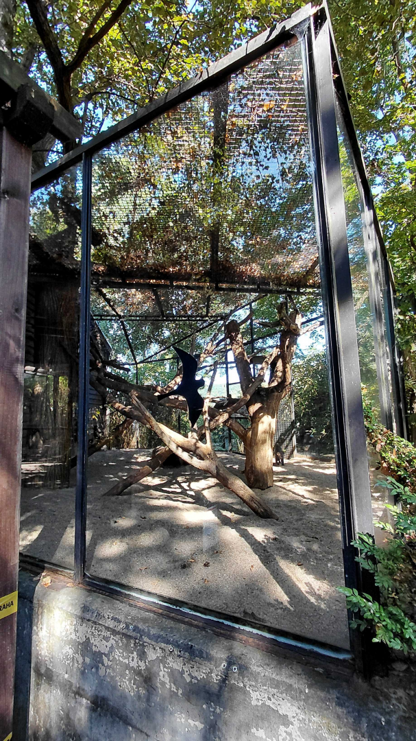 Tayra outdoor exhibit