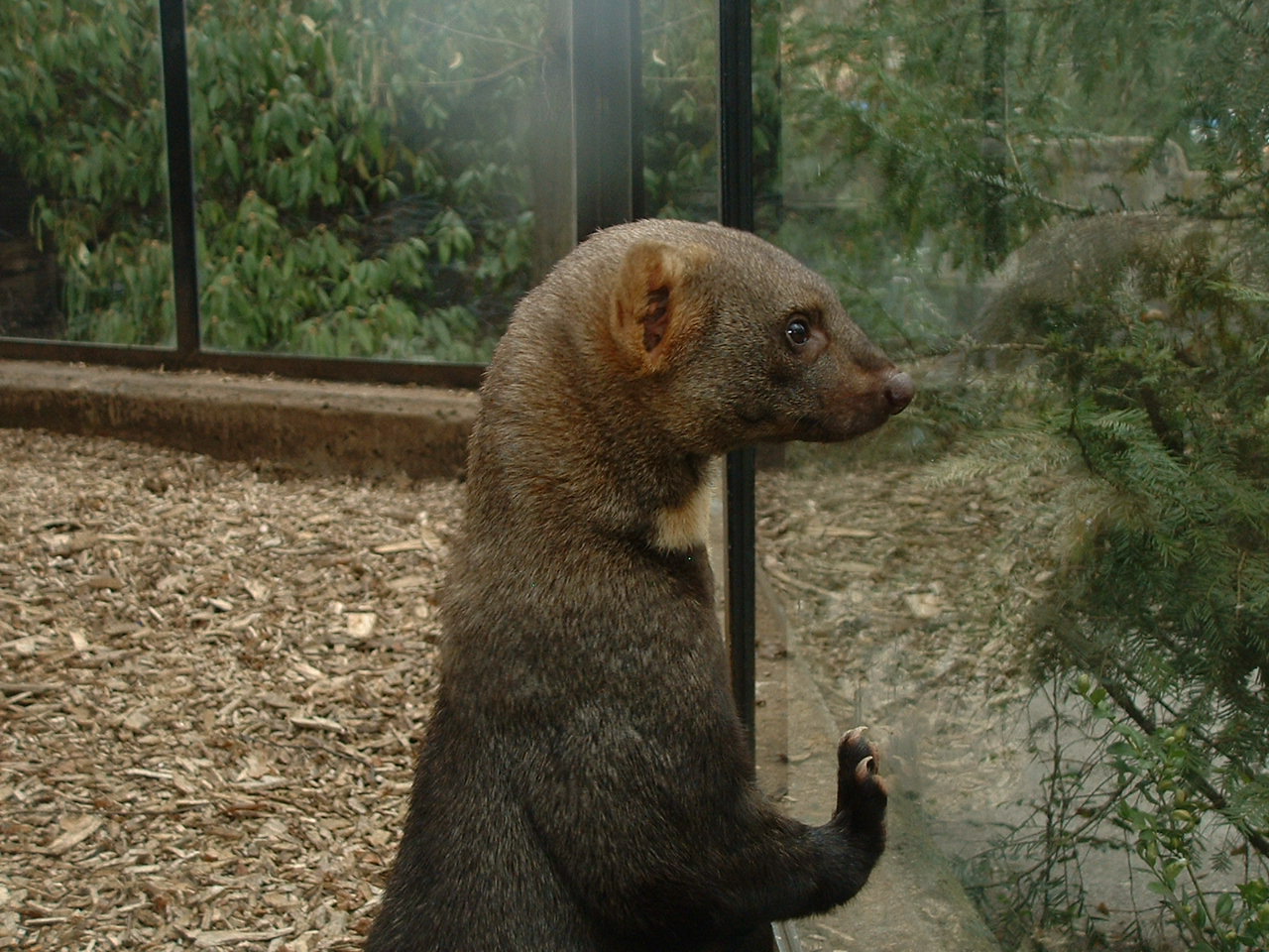 Tayra - Prague Zoo - March 2011