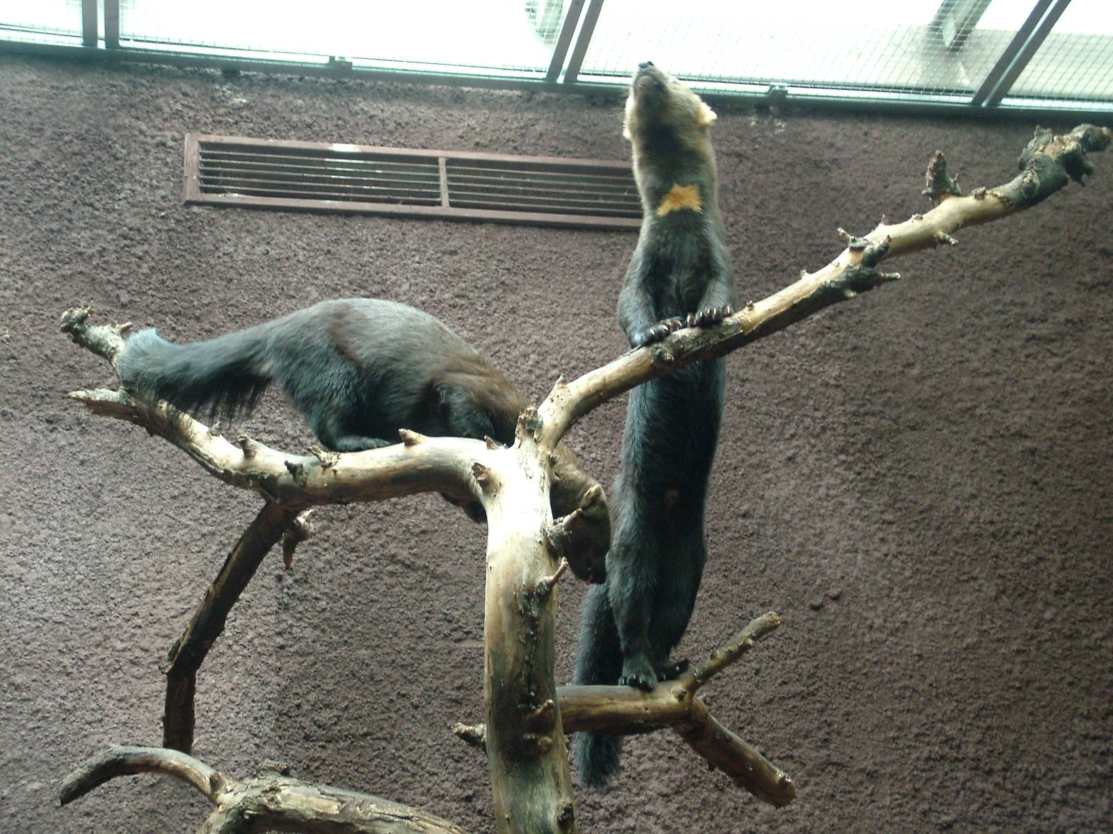 Tayras at Berlin Zoo, 31/08/11