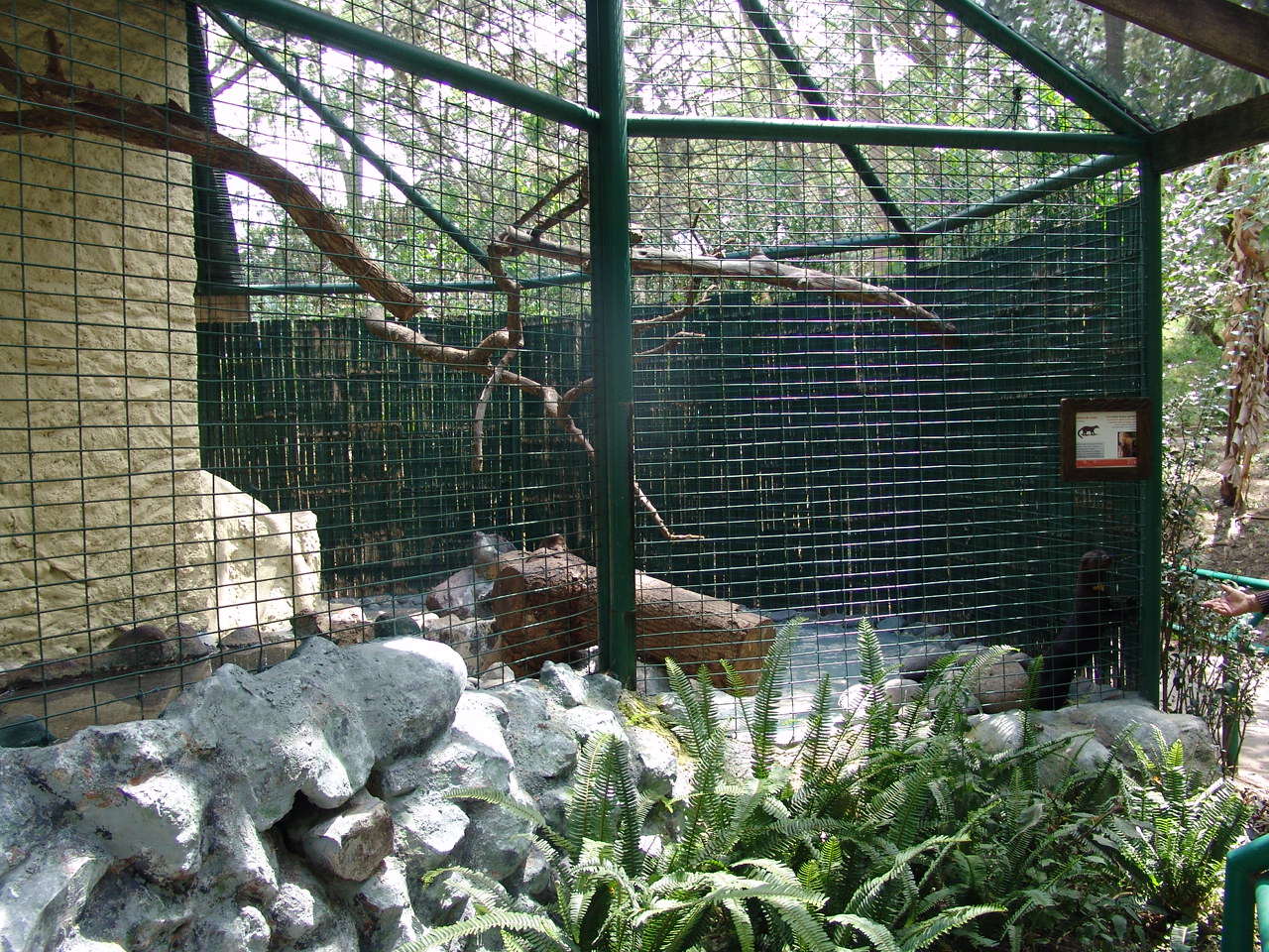 Tayra's (Eira barbara) enclosure
