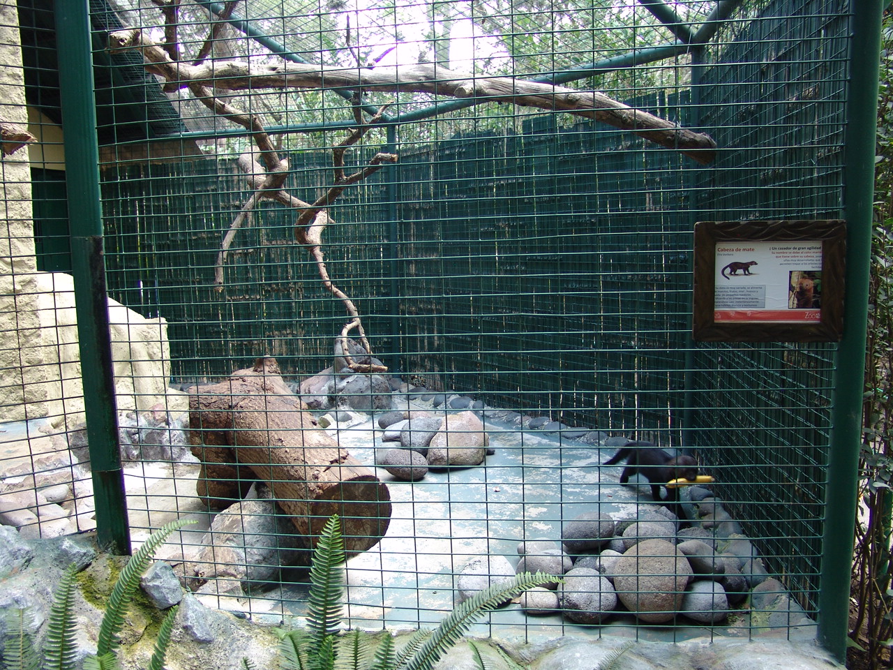 Tayra's (Eira barbara) enclosure