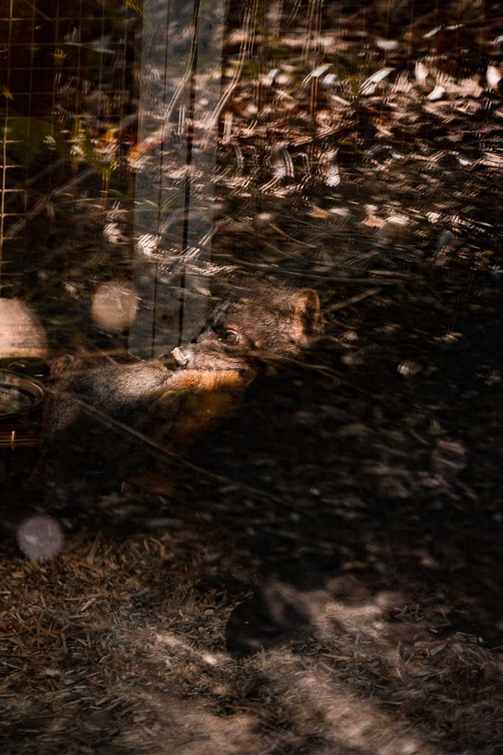 Tayras mating in the indoor area