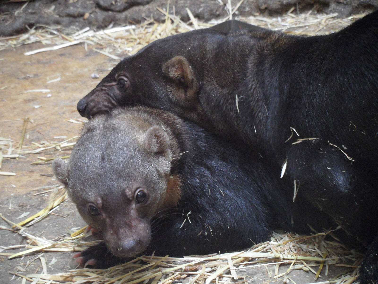 Tayras mating