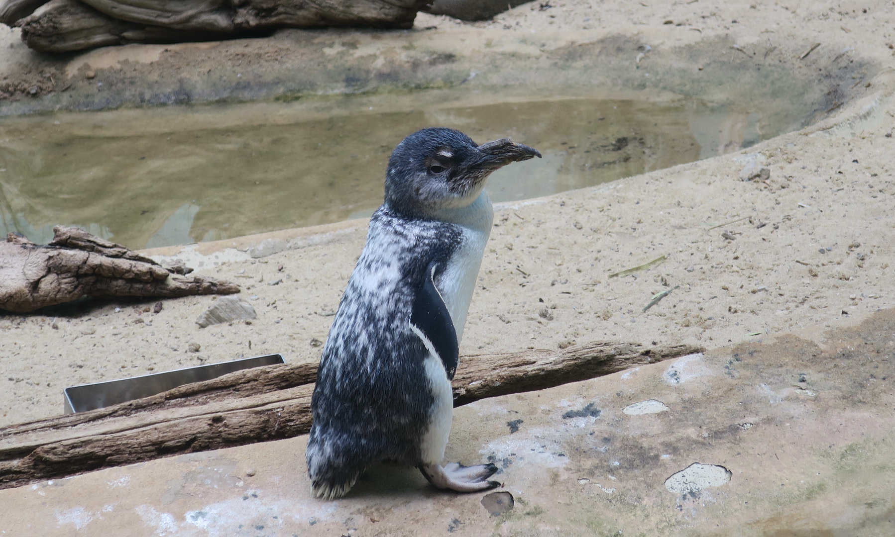 Taz the Australian Fairy Penguin (Eudyptula novaehollandiae)