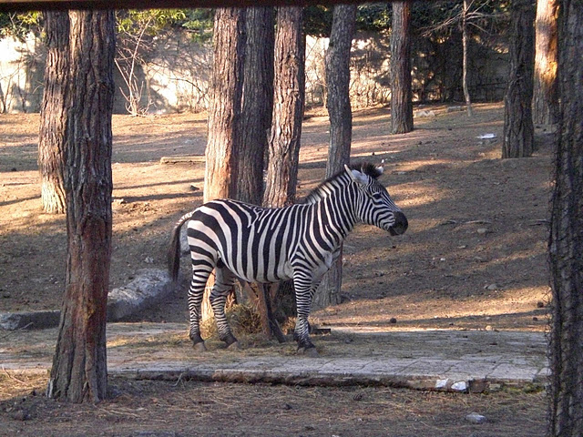 Tbilisi Zoo