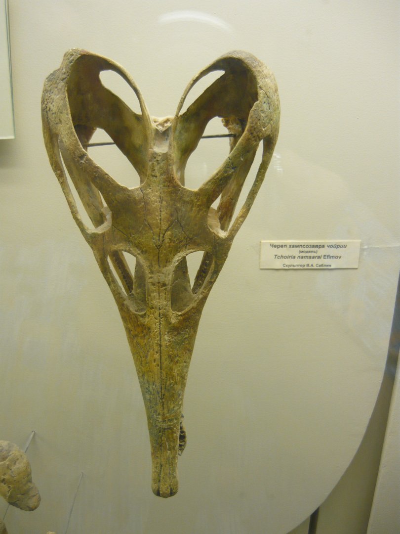 Tchoiria namsarai skull (model)