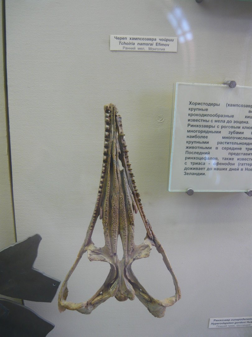 Tchoiria namsrai skull