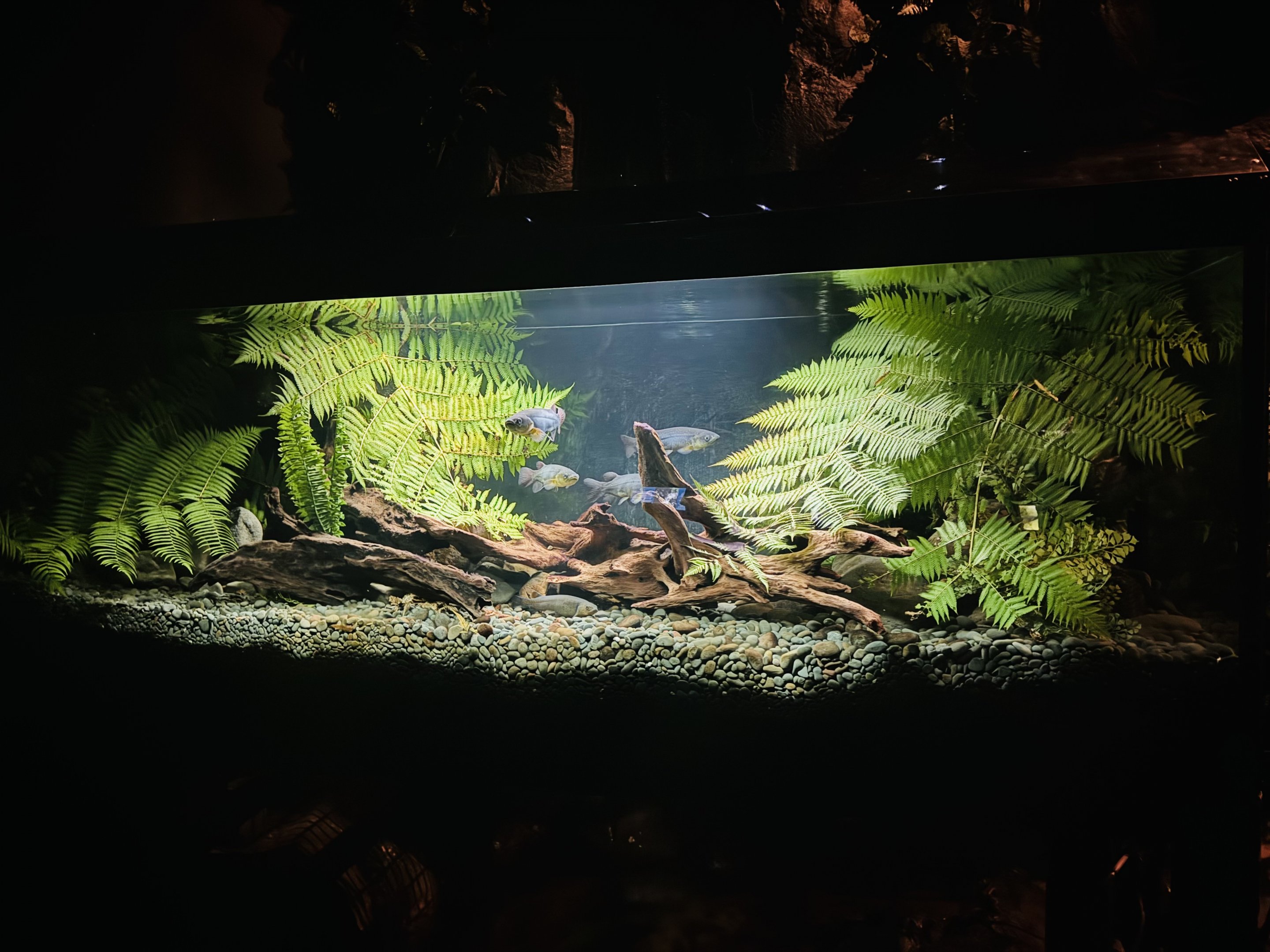 Te Wao Nui - Fish tank