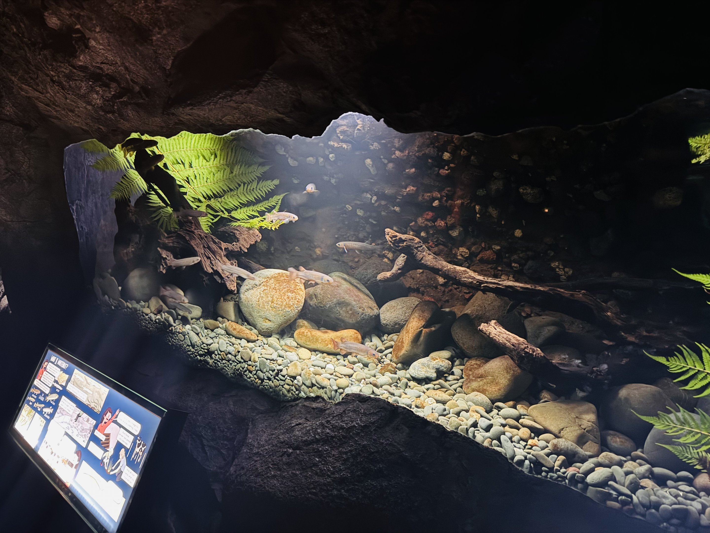 Te Wao Nui - Fish tank