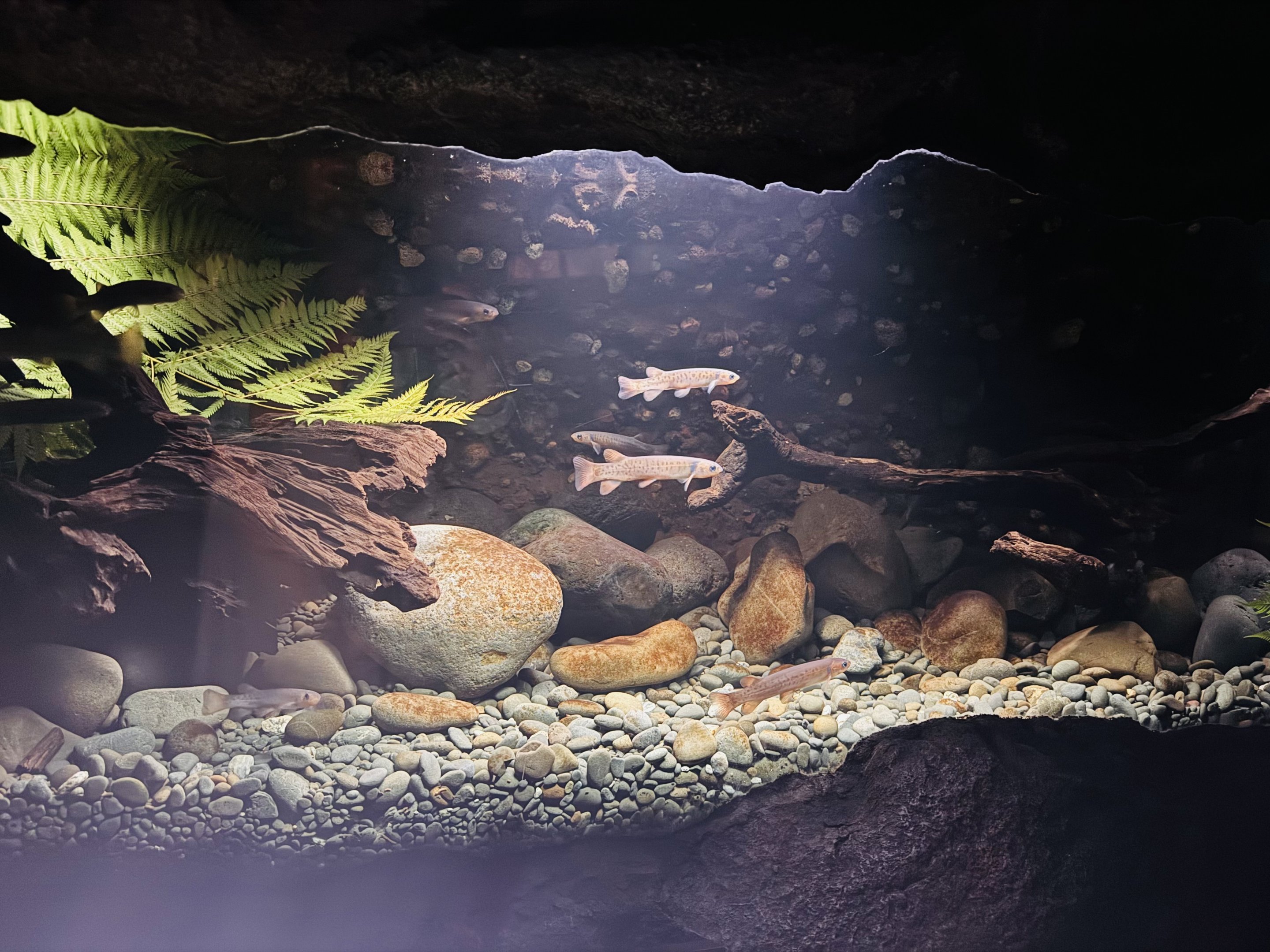 Te Wao Nui - Fish tank