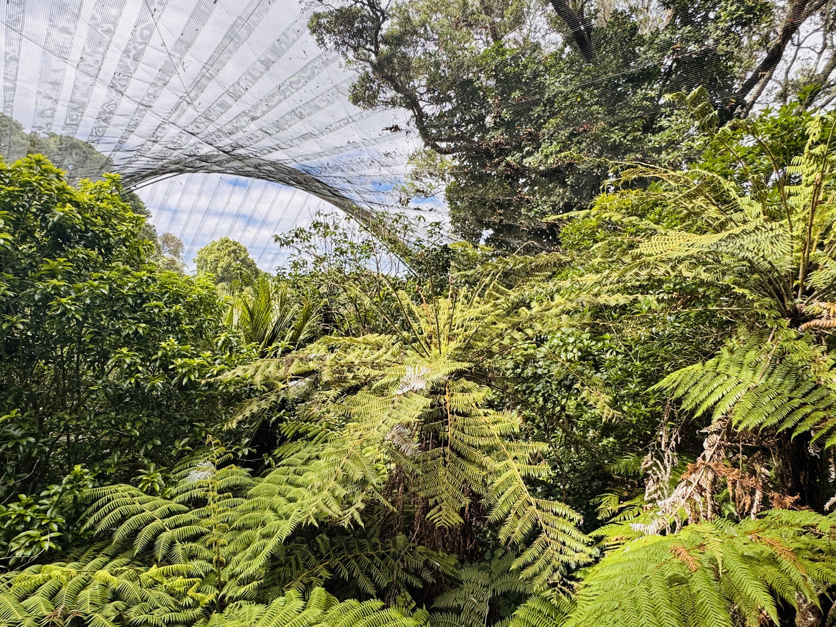 Te Wao Nui - Forest aviary