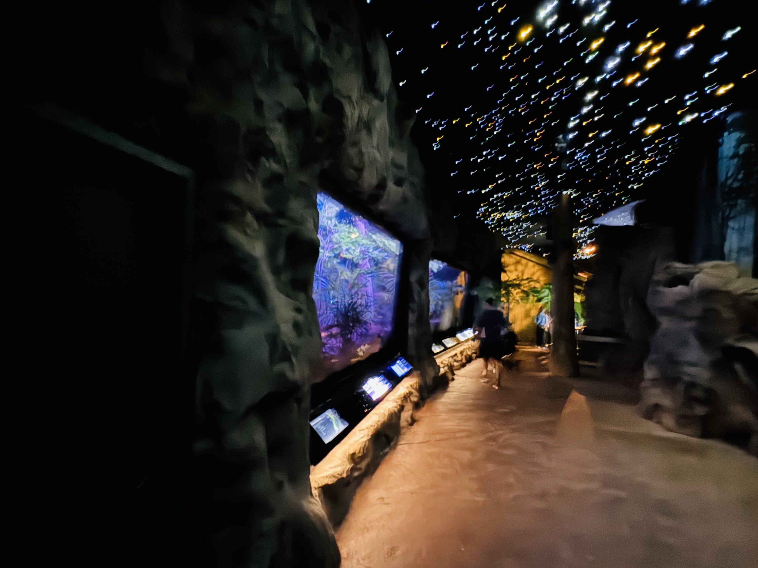 Te Wao Nui - Kiwi enclosure