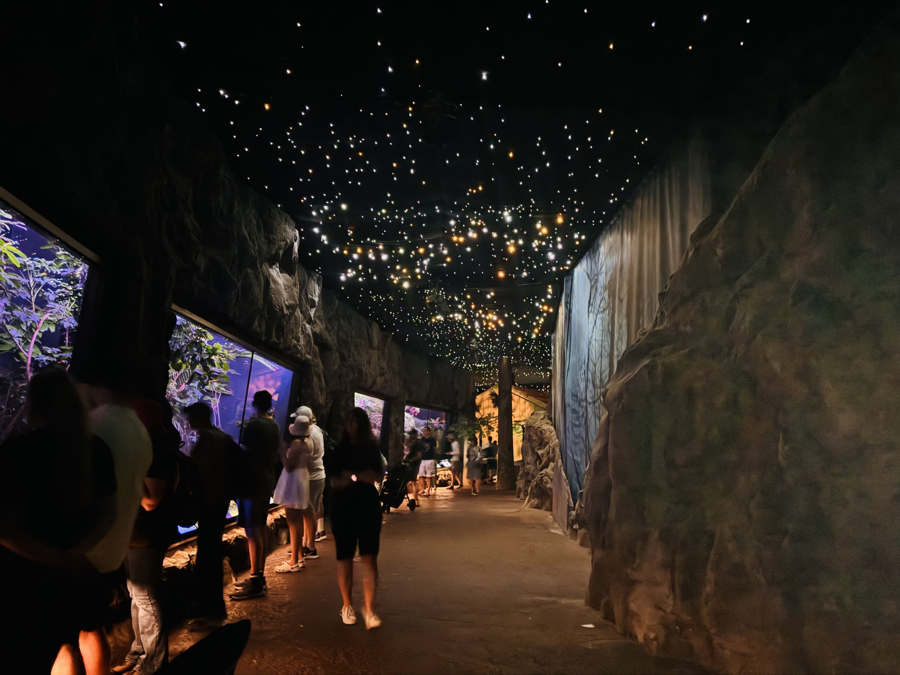 Te Wao Nui - Kiwi enclosures