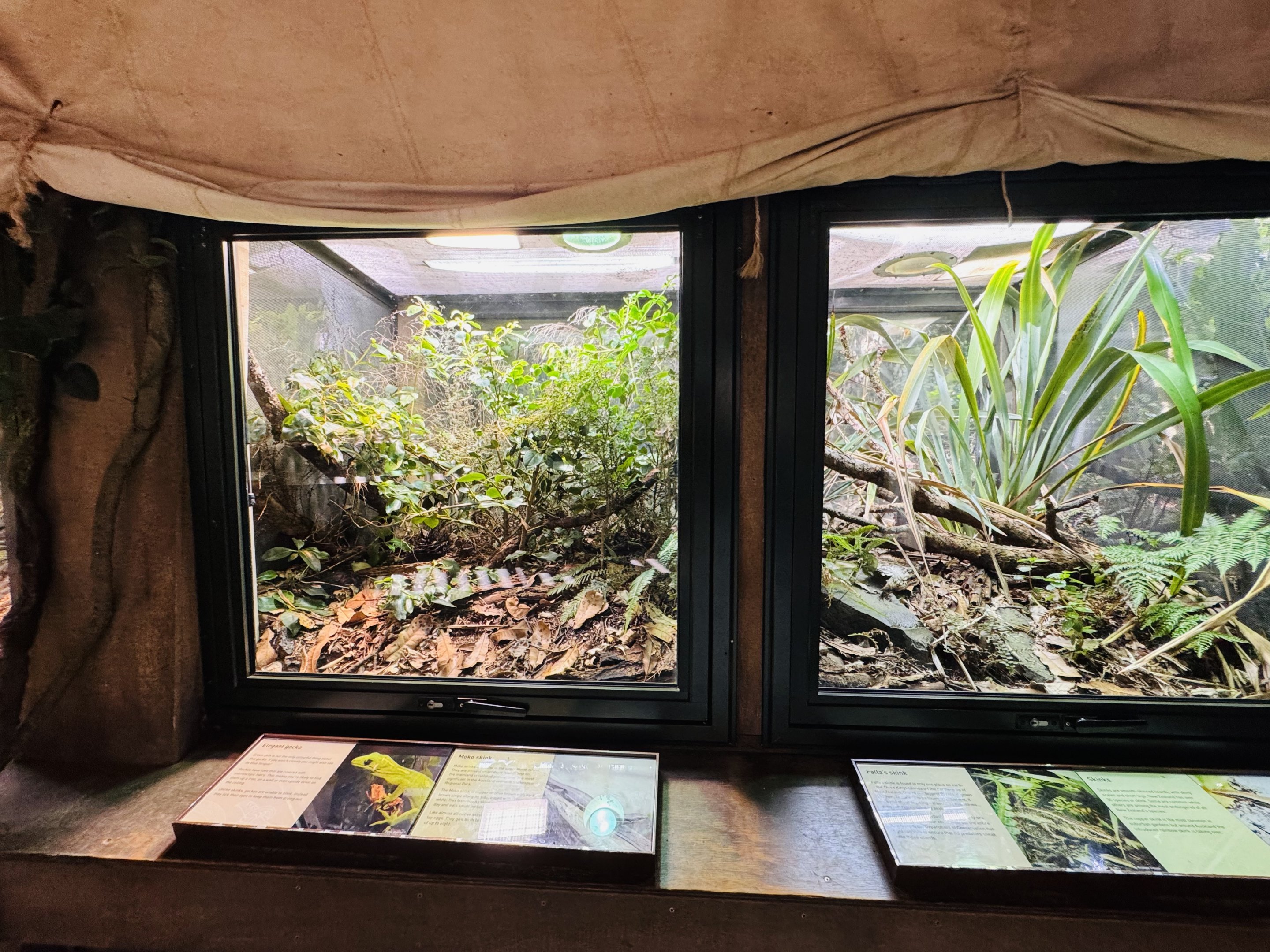 Te Wao Nui - Native lizard enclosures