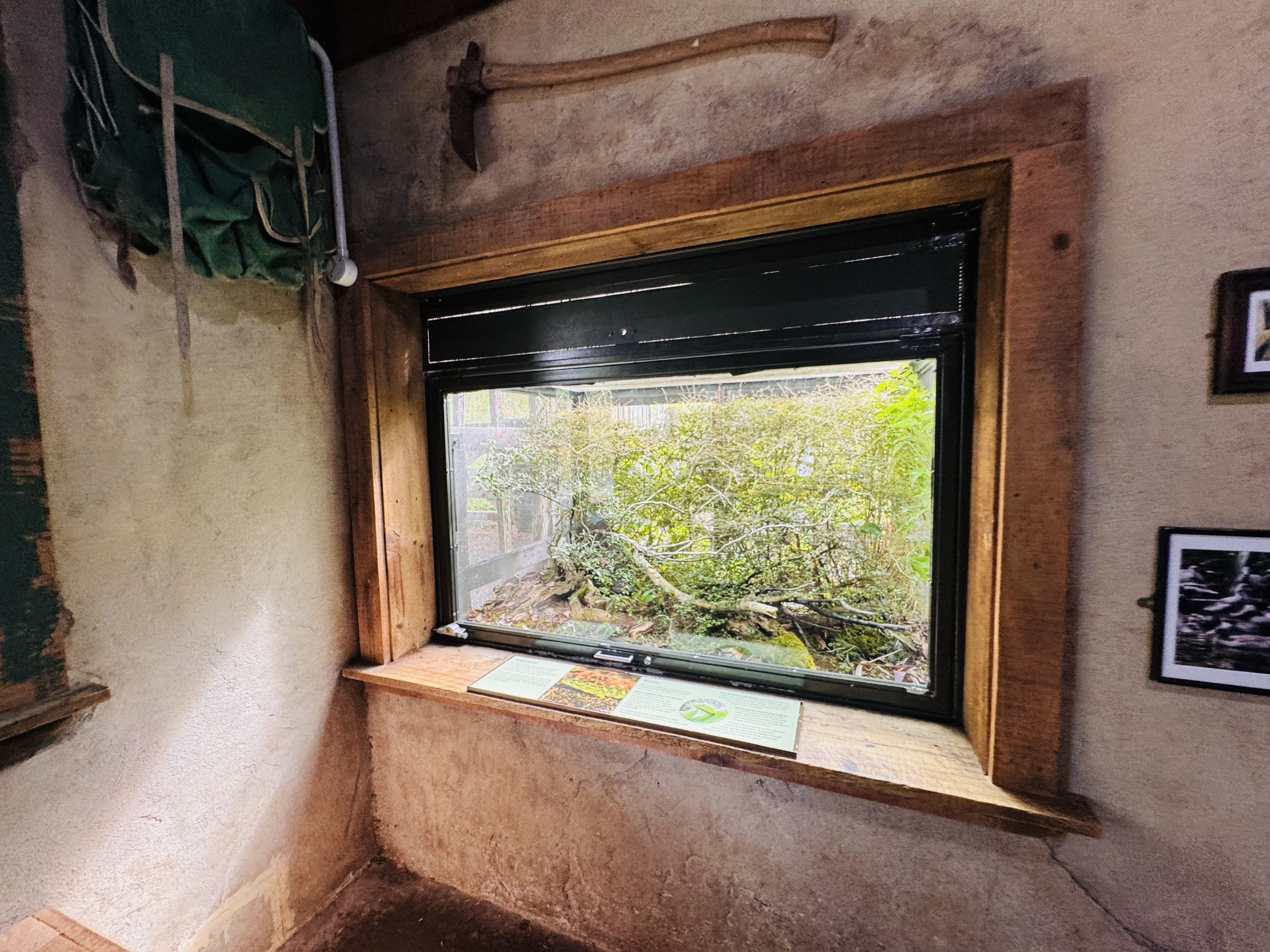 Te Wao Nui - Rough gecko tank