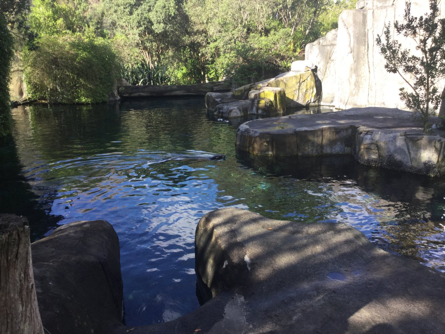 Te Wao Nui - The Coast (Fur Seal Exhibit)