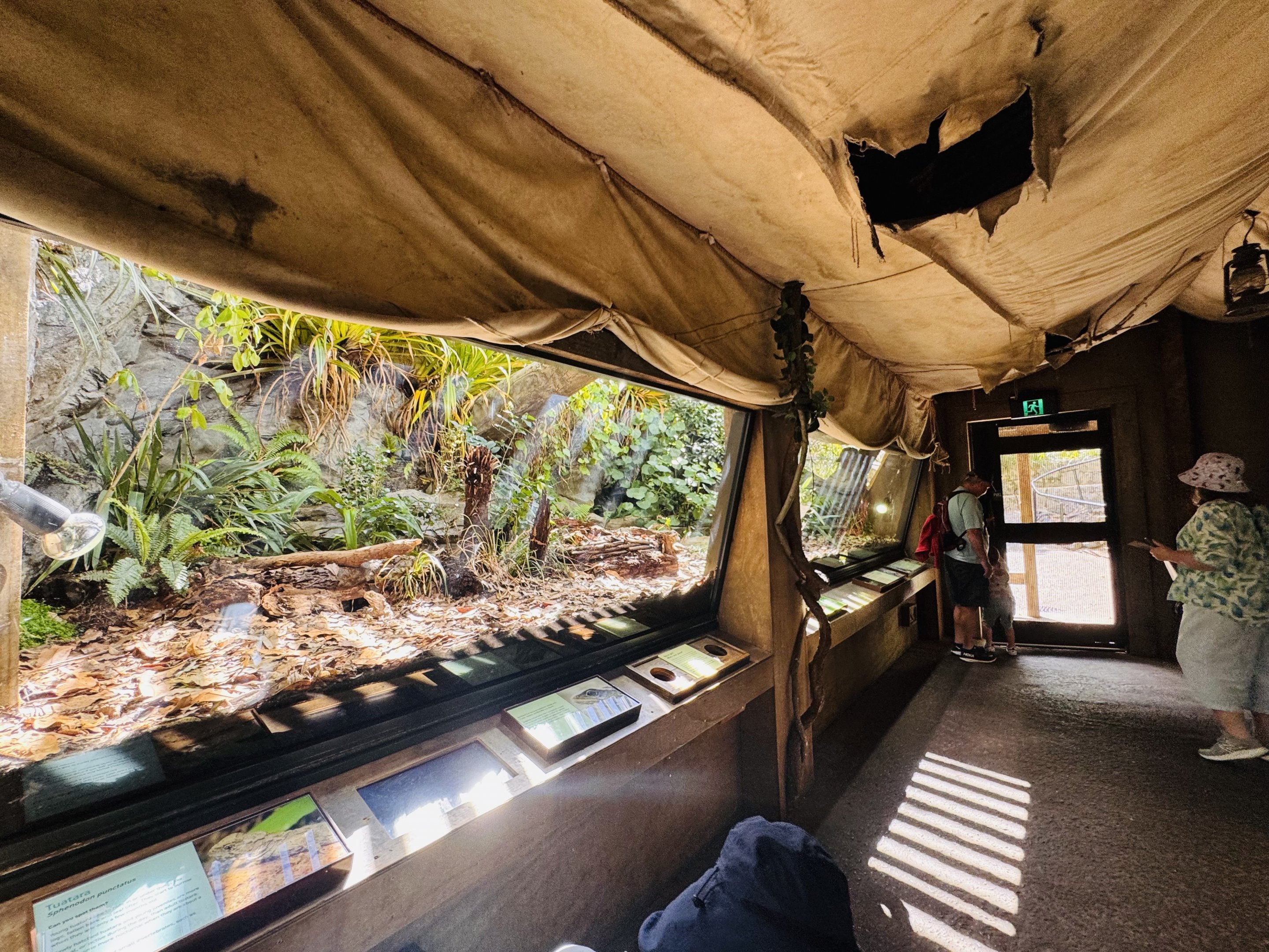 Te Wao Nui - Tuatara enclosure