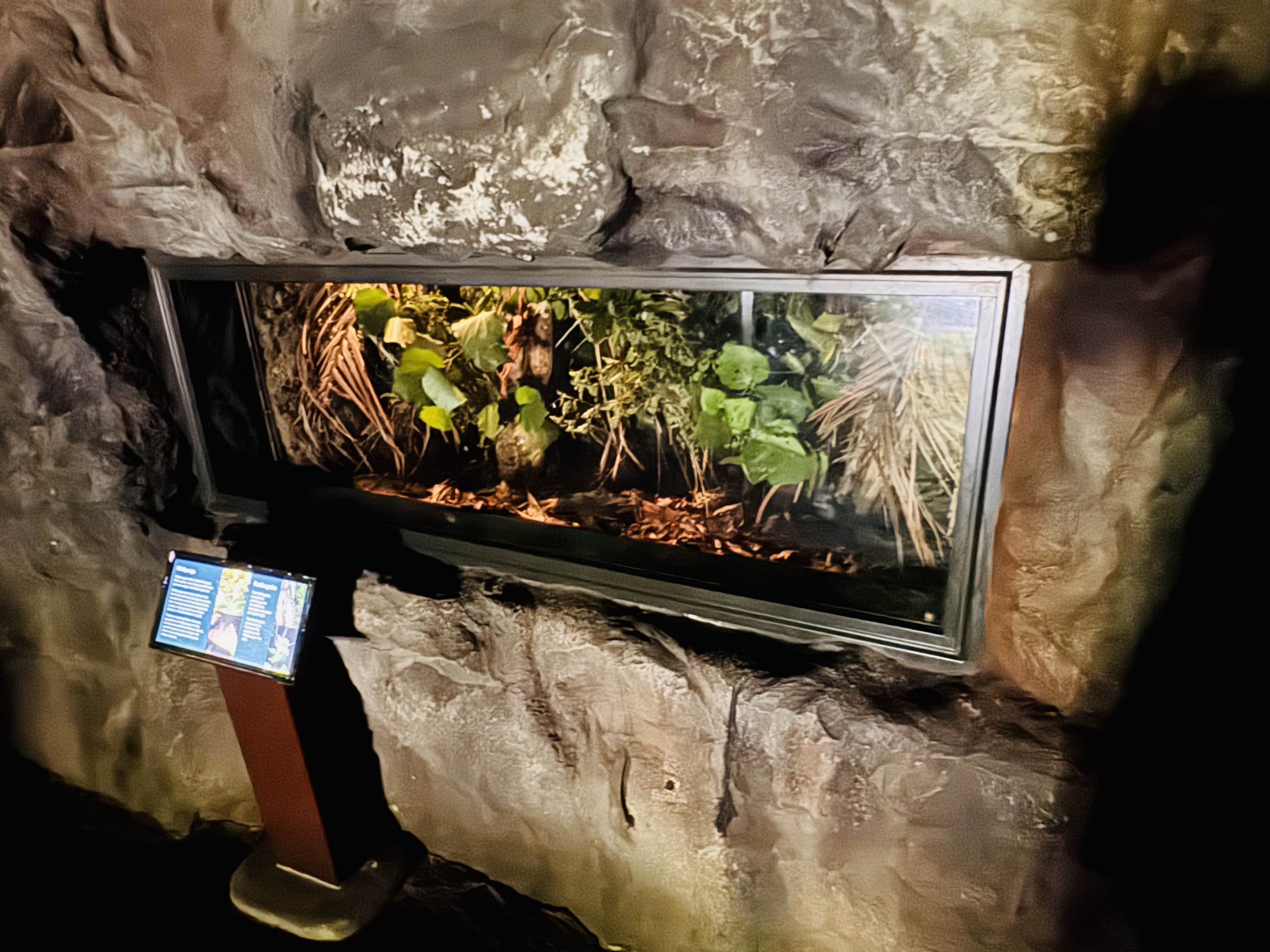 Te Wao Nui - Weta/Pacific Gecko enclosure