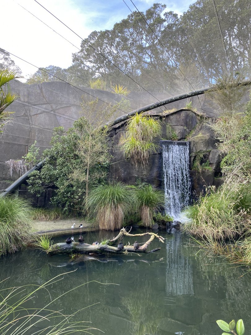 Te Wao Nui Wetland Aviary