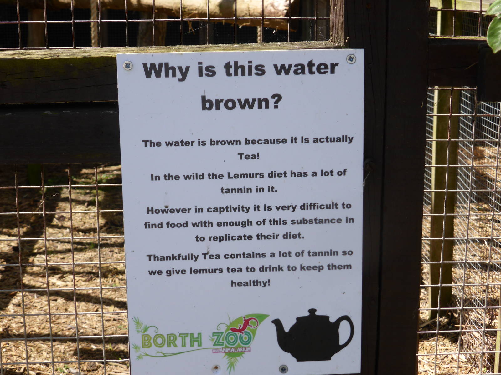 Tea for ruffed lemurs .