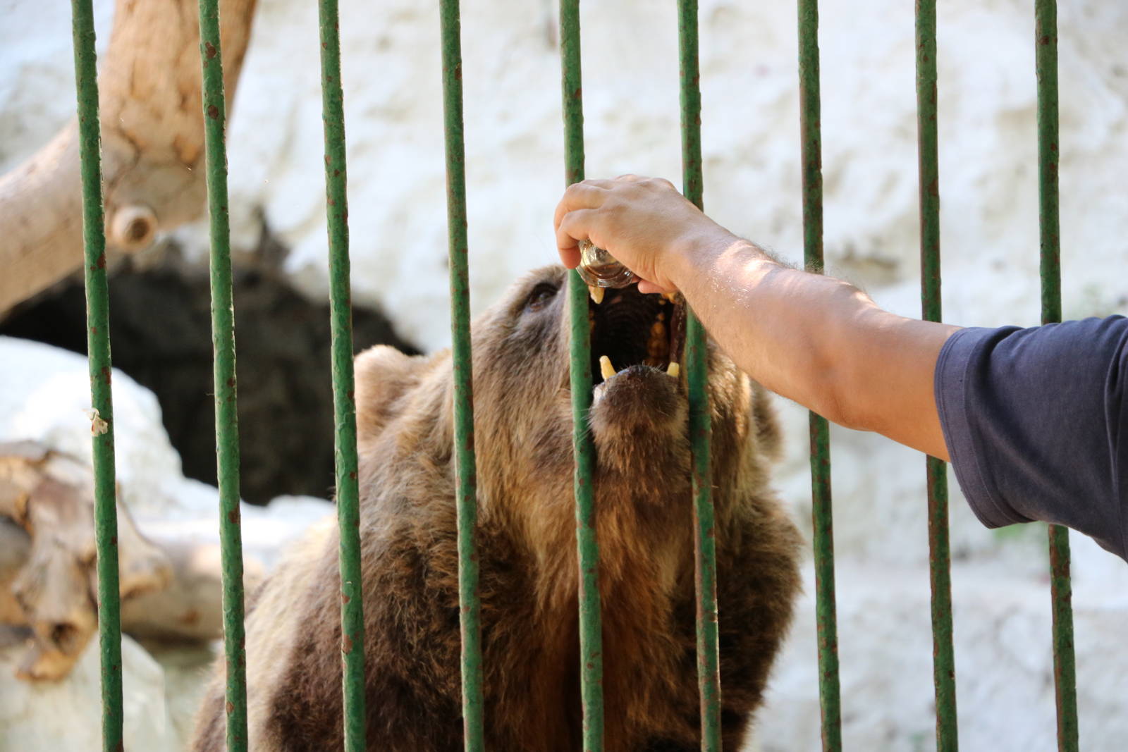 Tea-Loving Bear, October 2015