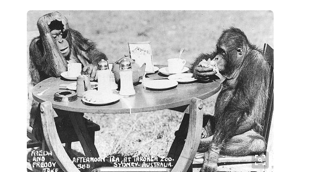 Tea Party Chimpanzee taronga zoo