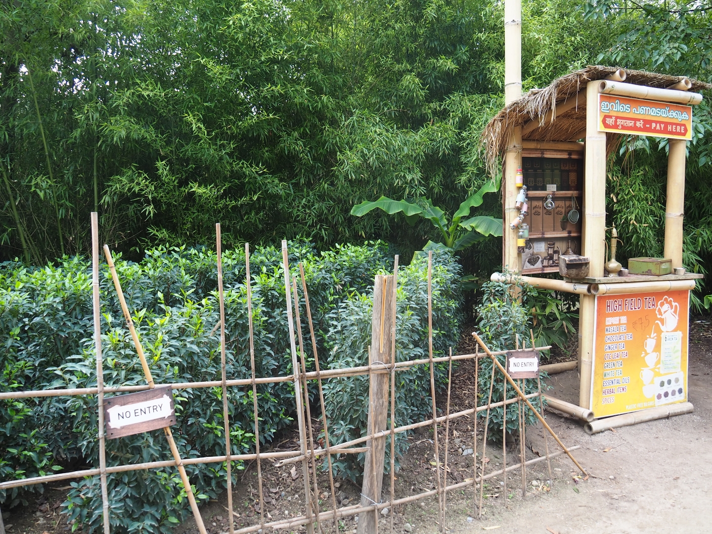 Tea plantation in the Kerala Village