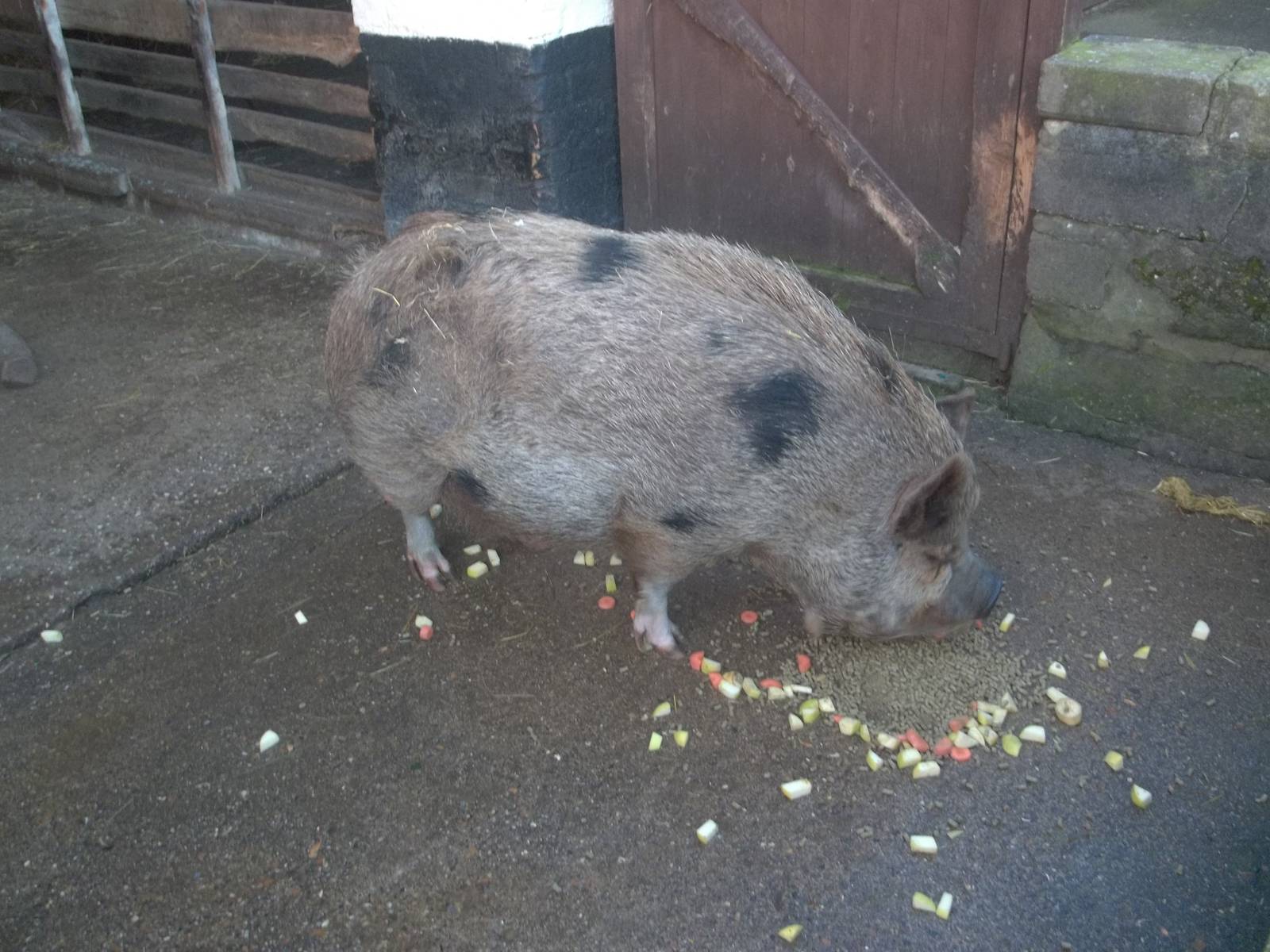 Tea time for Pepper/Peppa, 18th January 2015