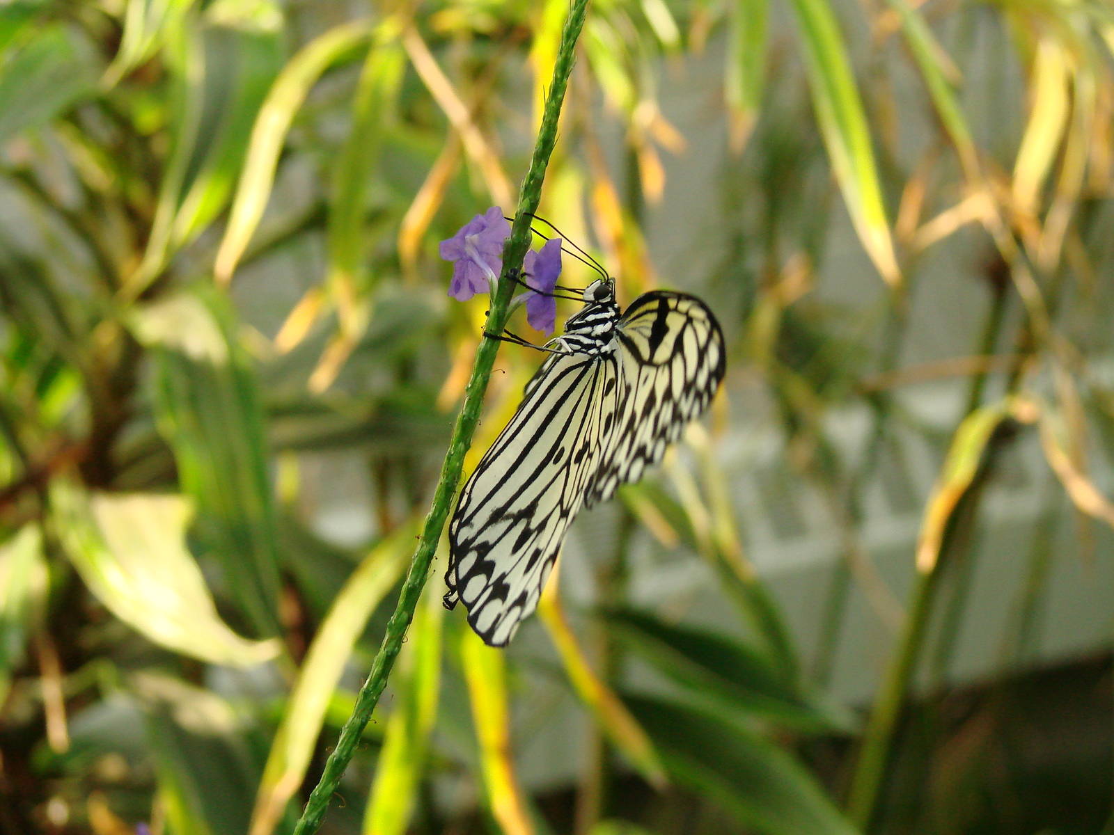 Tea Time - Wings of Paradise