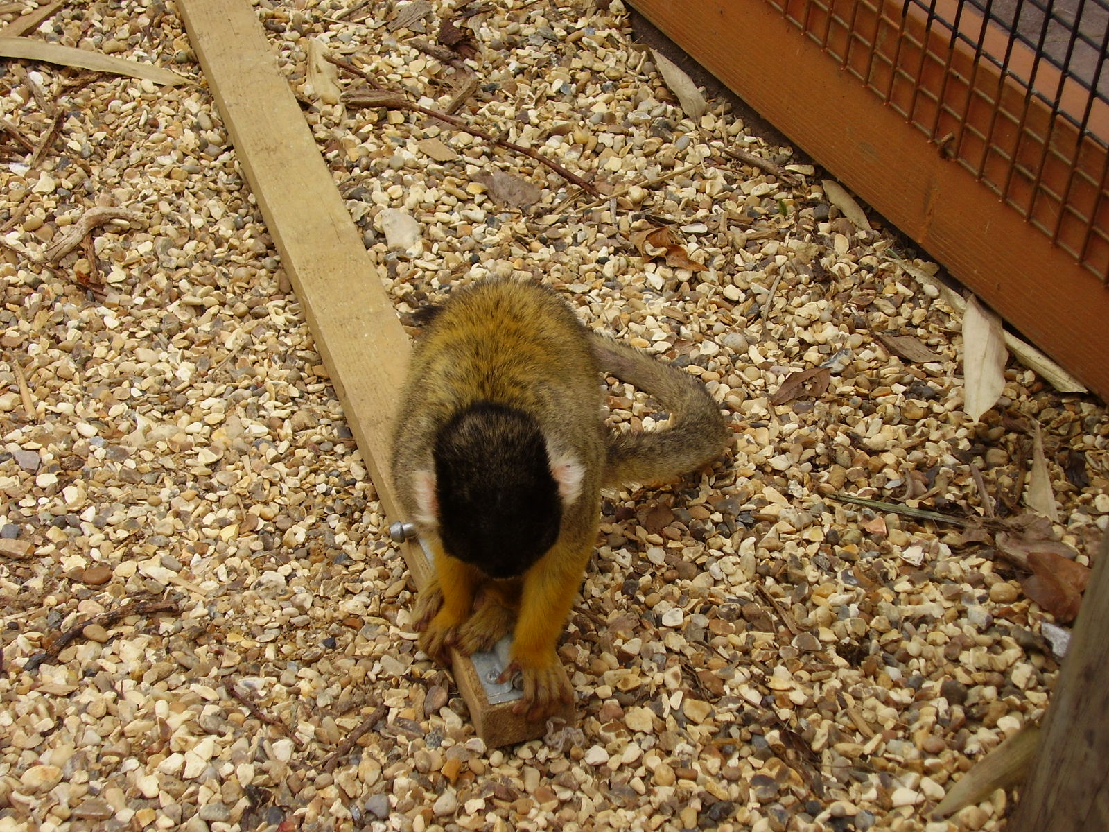 Teaching them how to escape! - 2008