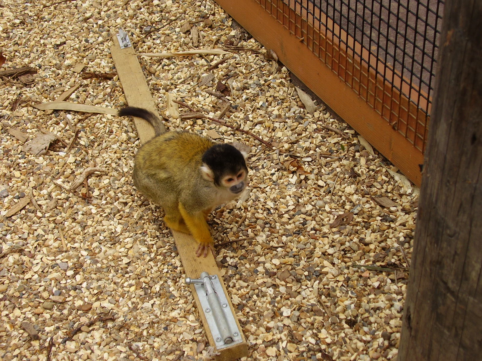 Teaching them how to escape! - 2008