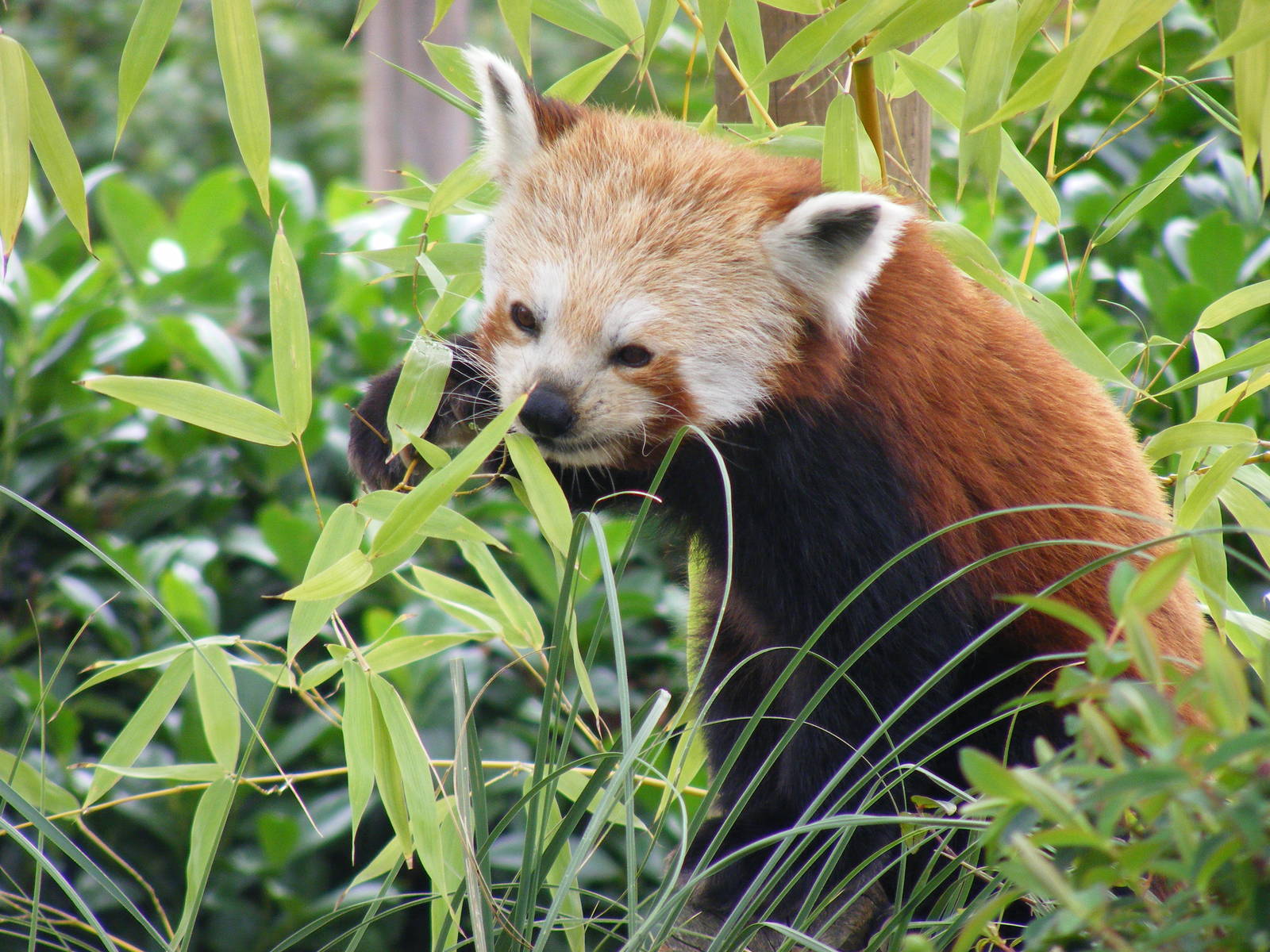 Teajmunn the red panda at Paradise Wildlife Park, 5 September 2010