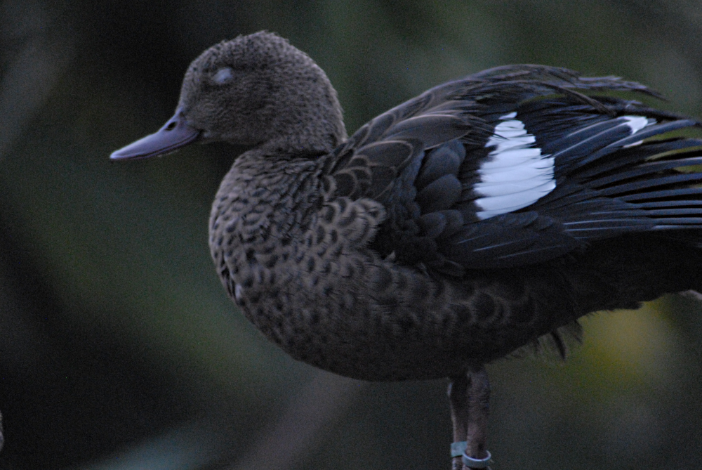 Teal - Cotswold 2021