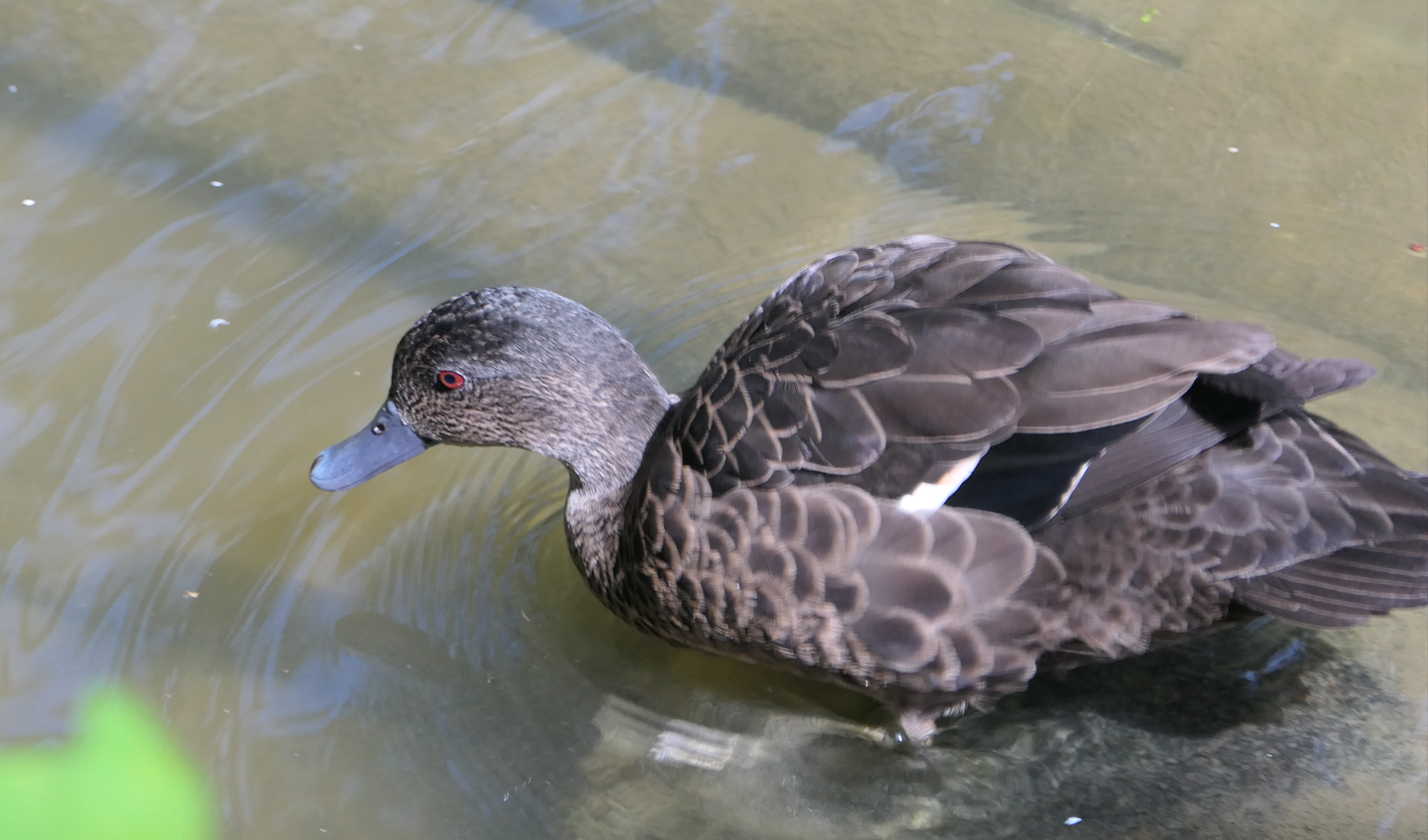 Teal ID - Birdworld Kuranda