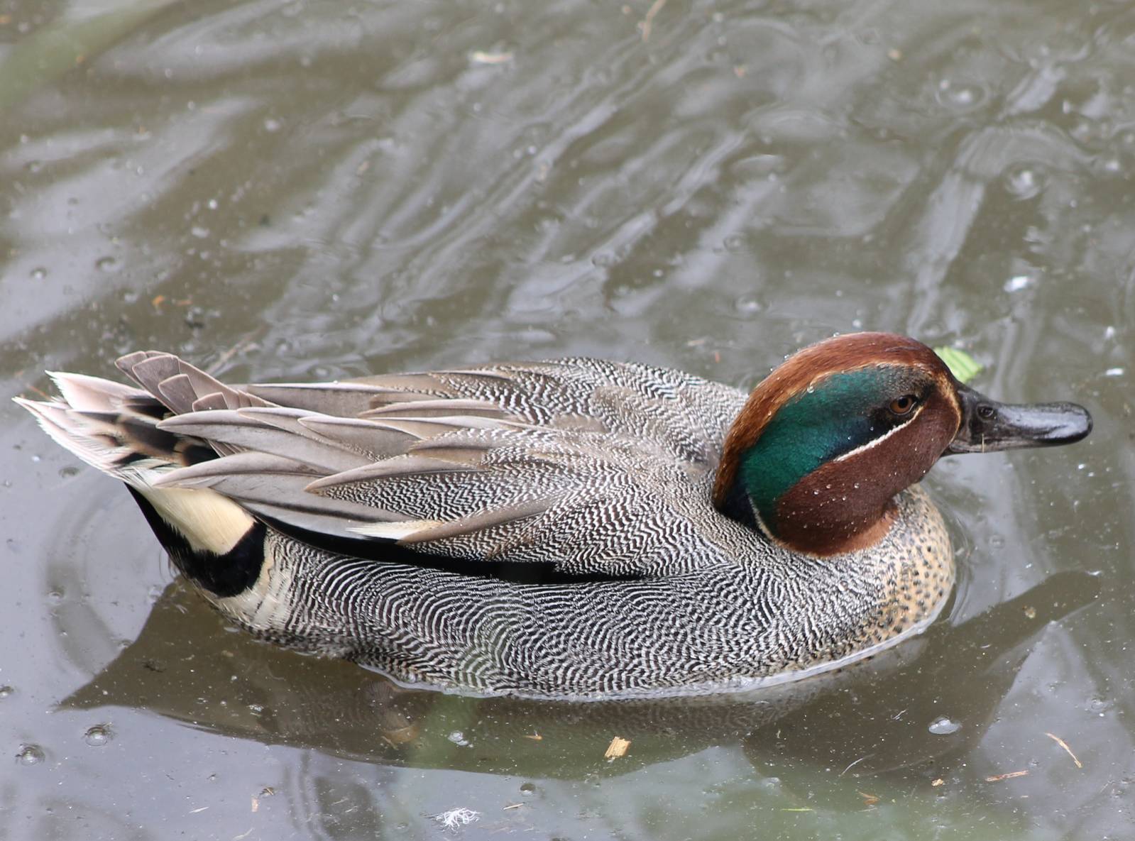 Teal-male