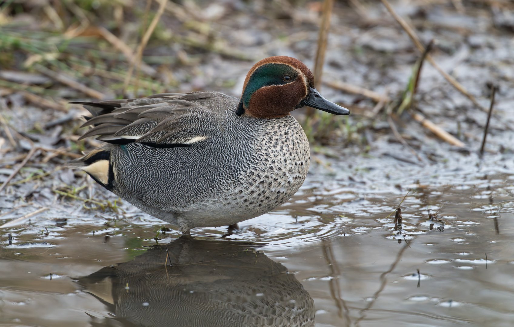 Teal (wild), UK